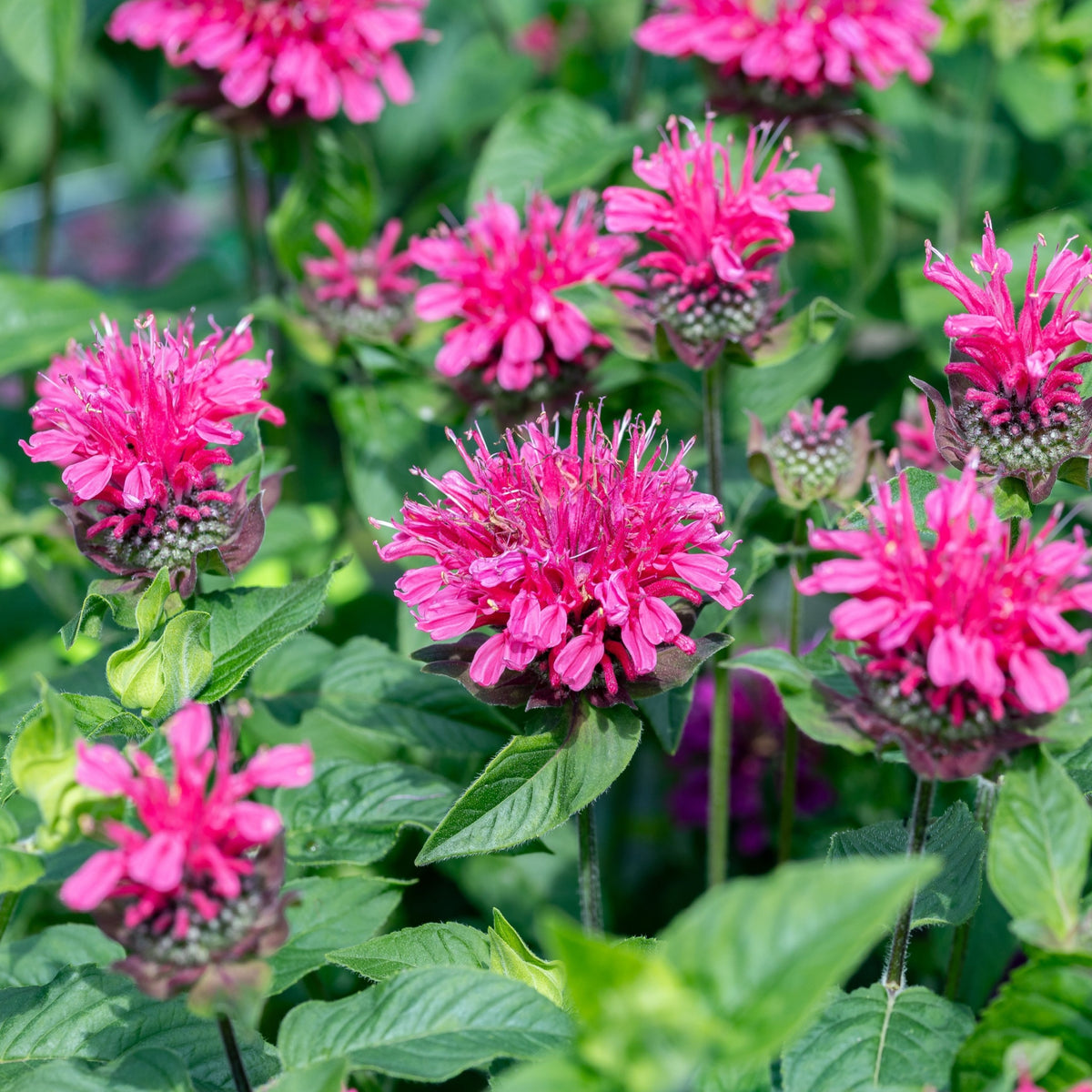 Monarda Pink Lace 9cm