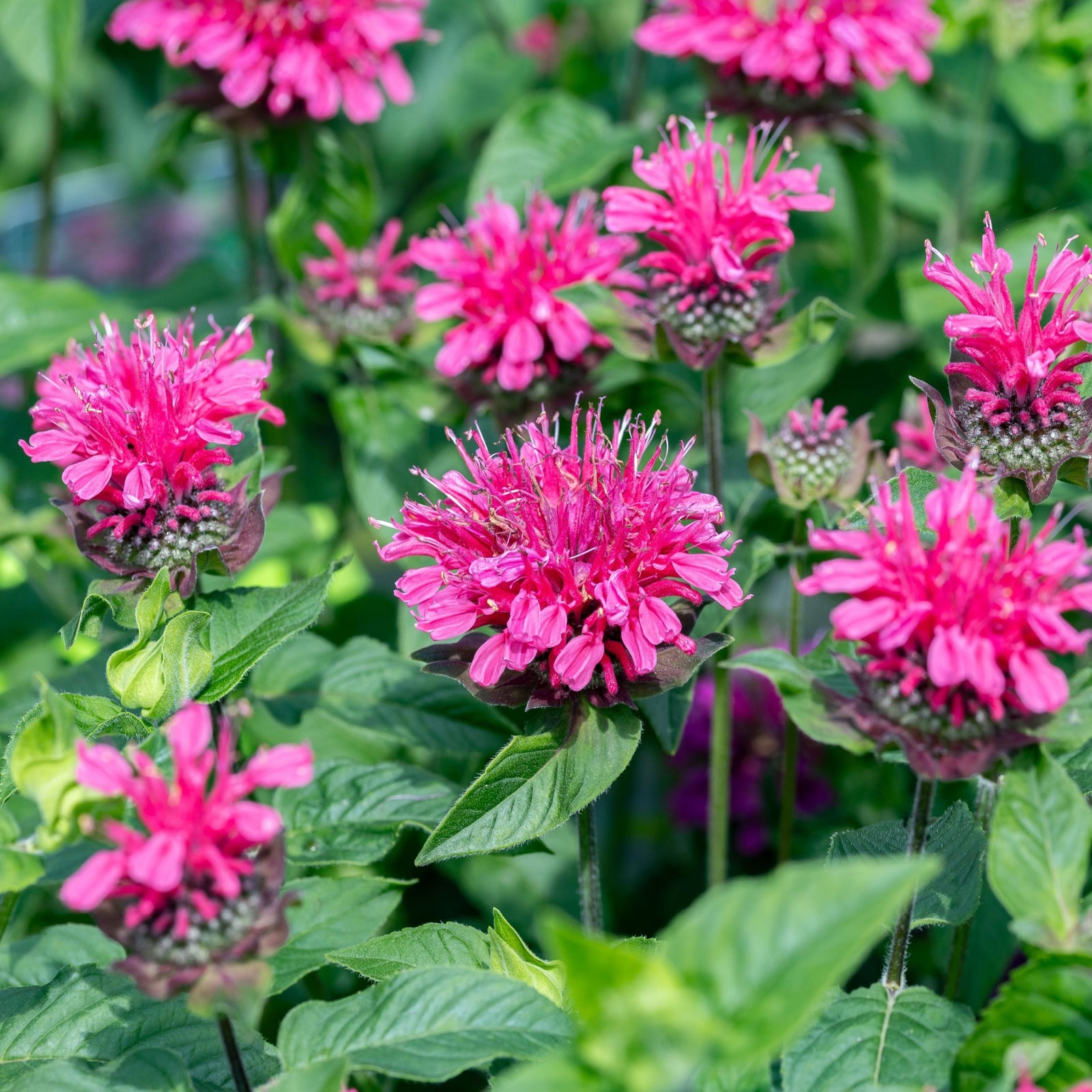 Monarda Pink Lace 9cm