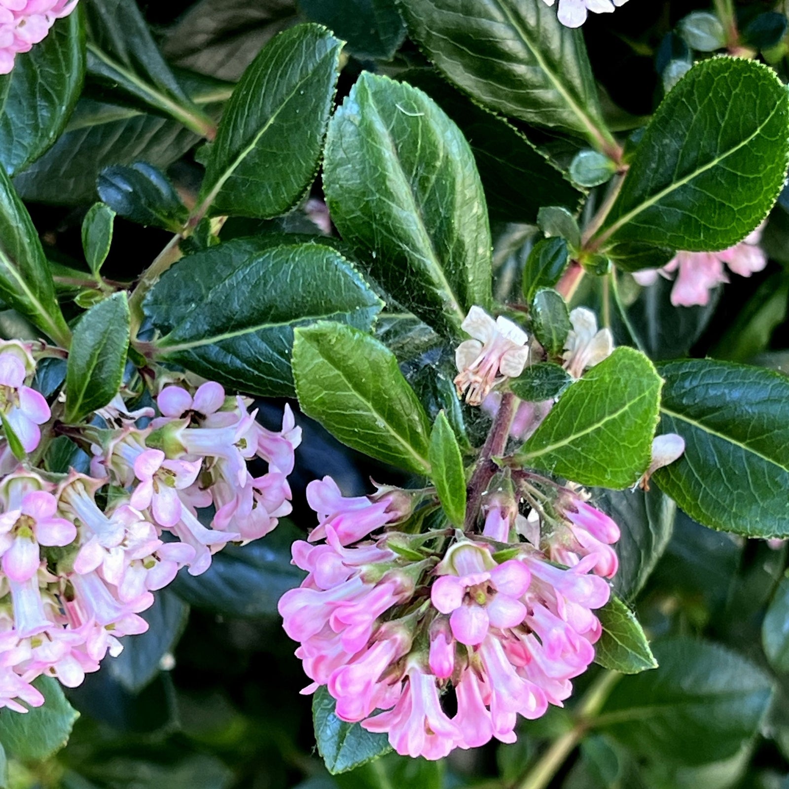 Close-up of pink blossoms and buds on Escallonia 'Apple Blossom' 9cm, an evergreen shrub perfect for coastal gardens, with green leaves and a soft, blurred background.