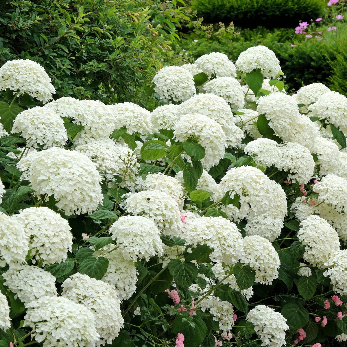 Hydrangea arborescens &#39;Incrediball&#39; / &#39;Strong Annabelle&#39; 3L / 5L / 7.5L / 10L / 20L
