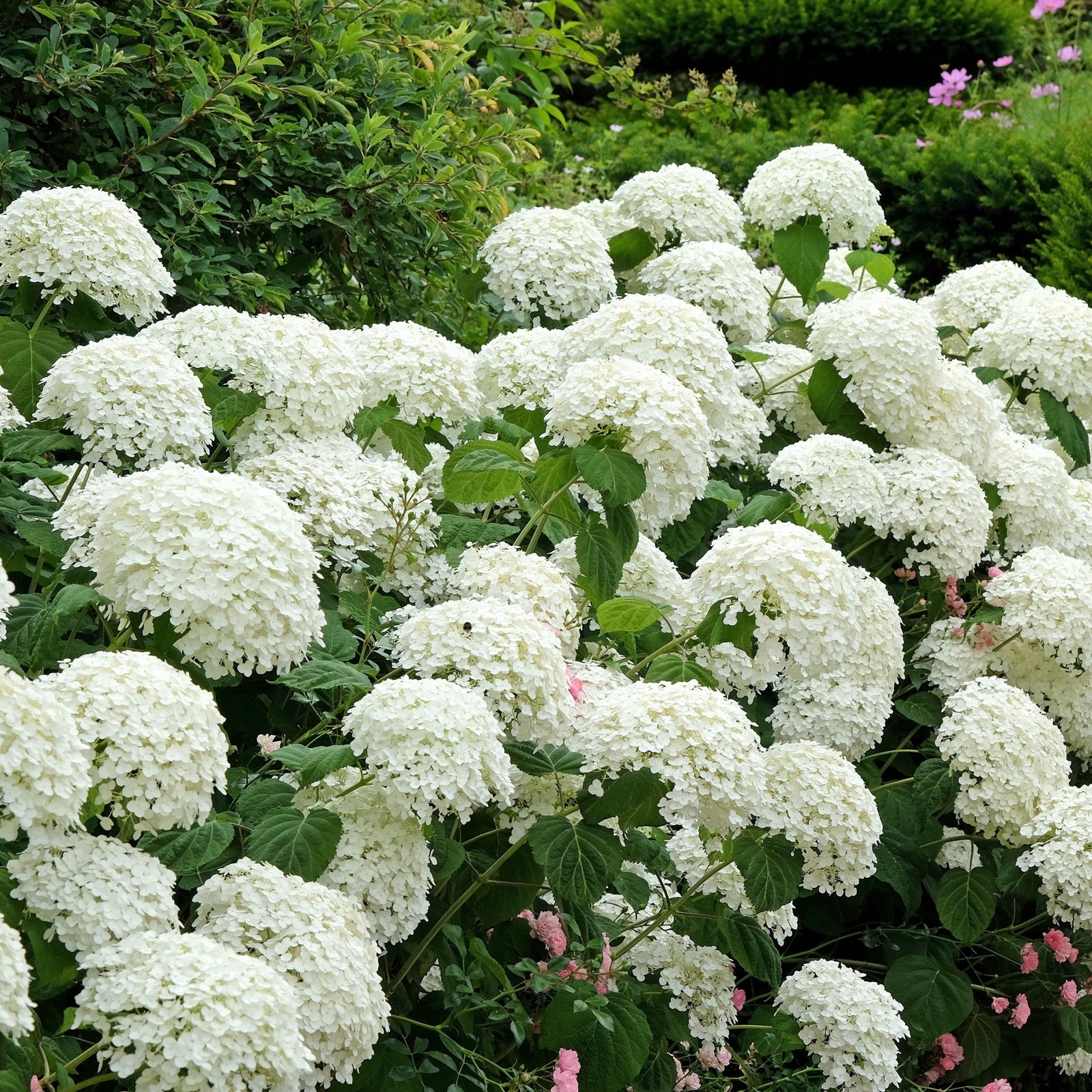Hydrangea arborescens 'Incrediball' / 'Strong Annabelle' 3L / 5L / 7.5L / 10L / 20L
