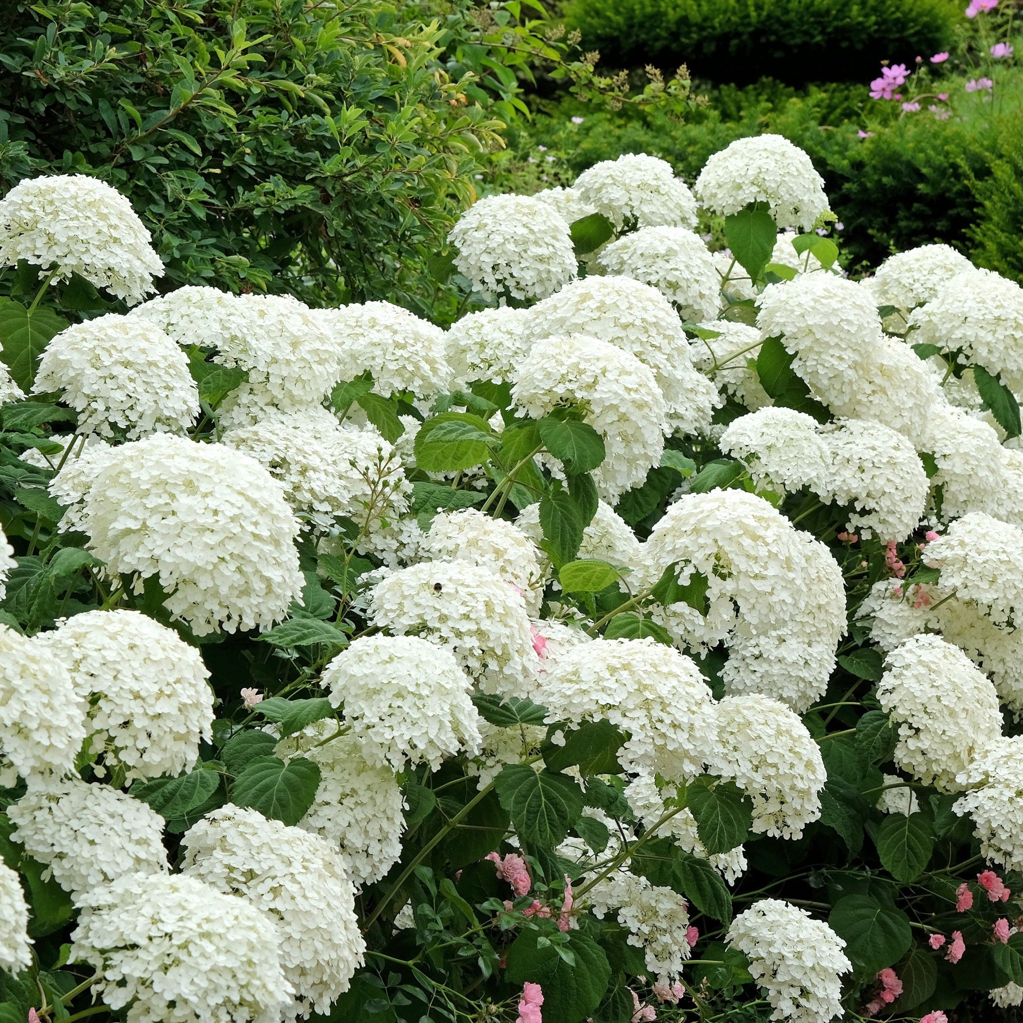 Hydrangea Shrubs – Summer Flowering Garden Favourites - One Click Plants