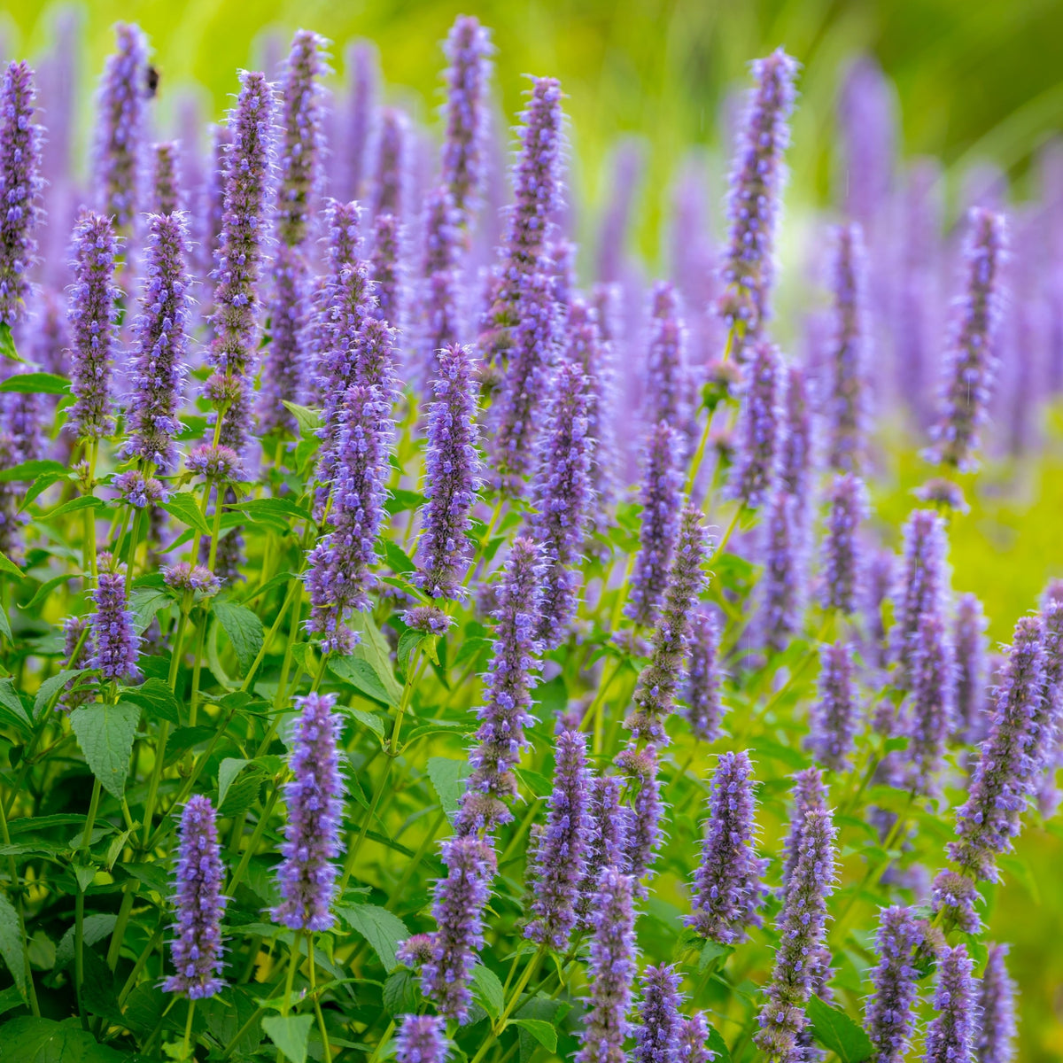 AGASTACHE foeniculum &#39;Little Adder&#39; 9cm