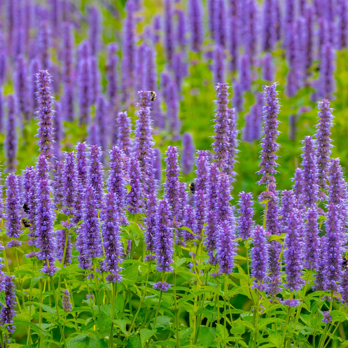 AGASTACHE &#39;Blue Fortune&#39; 9cm