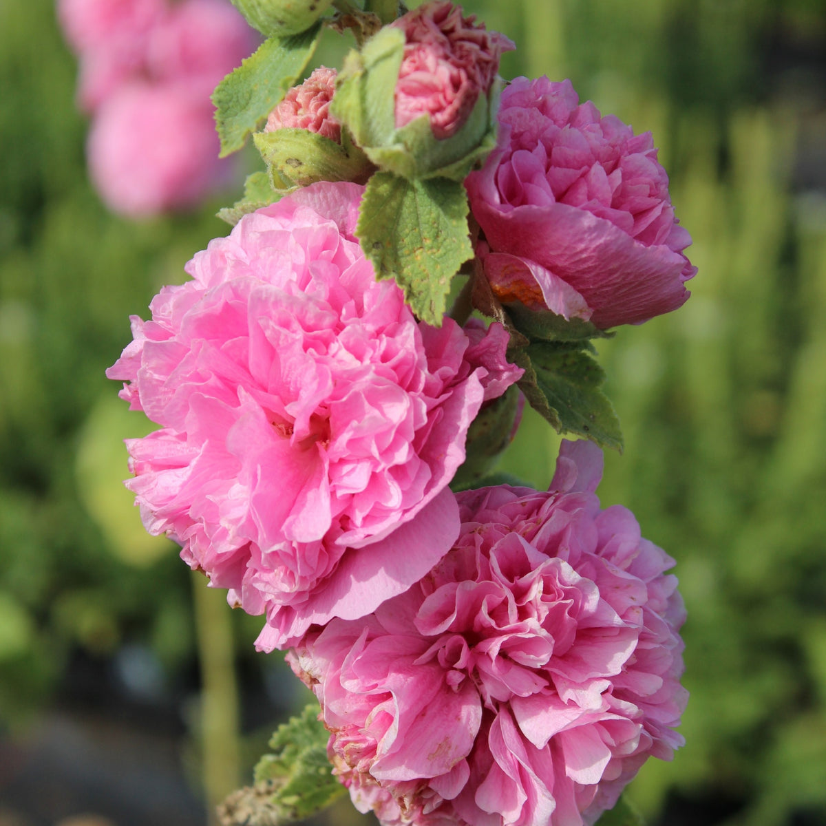 Hollyhock (Alcea) plena &#39;Chater&#39;s Rose&#39; 9cm/1.5L