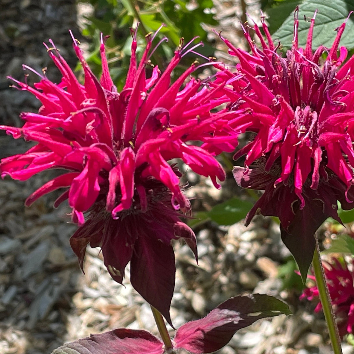 Monarda didmya Red Shades 9cm