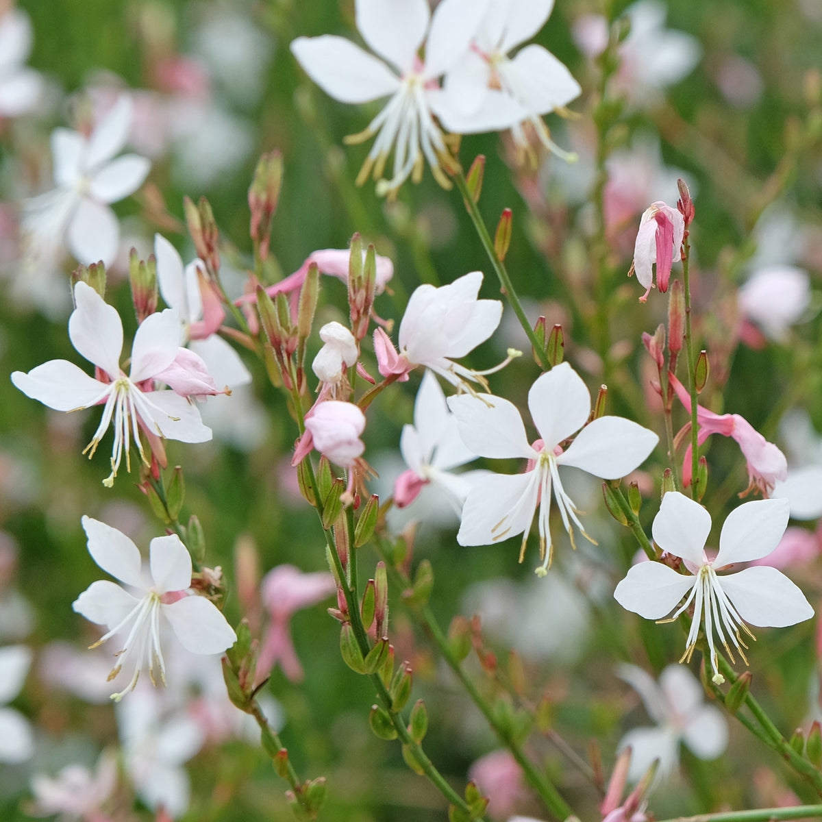 Gaura lindheimeri White 9cm / 2L