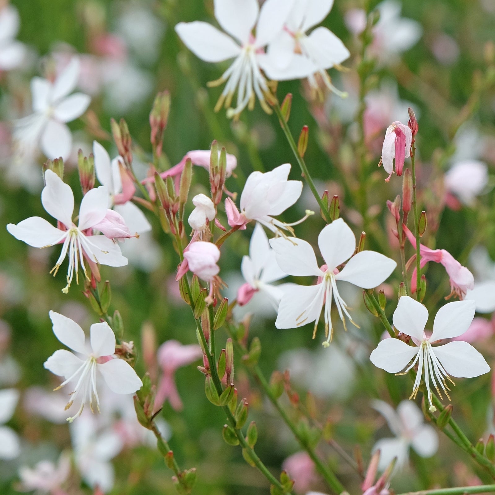 Gaura lindheimeri White 9cm features star-shaped white flowers with pink buds and slender green stems. This perennial thrives in well-drained soil, each four-petalled bloom with long stamens for an elegant, airy appearance.