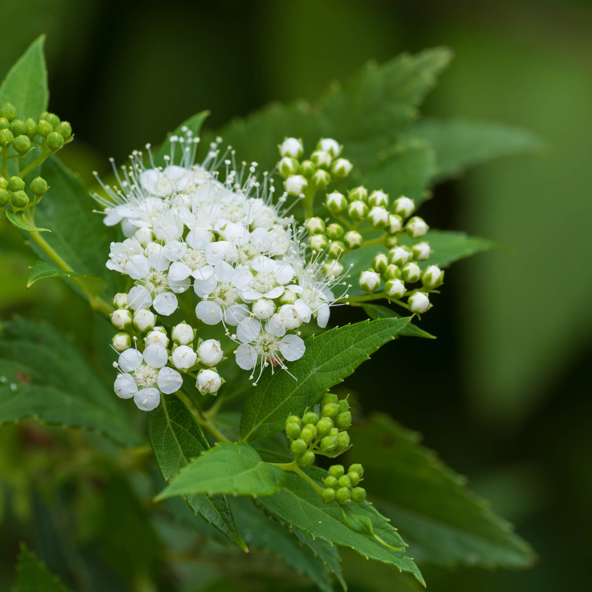 Spiraea japonica &#39;Albiflora&#39; 2L