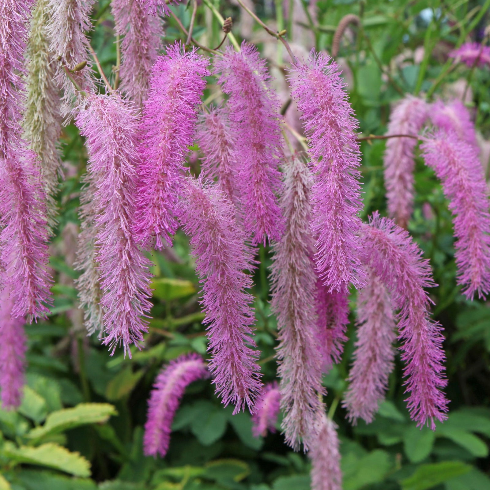 Several long, fuzzy, cylindrical pink flower heads hang down among green foliage, creating a soft and vibrant display in the perennial garden with Sanguisorba Pink Brushes 2L.