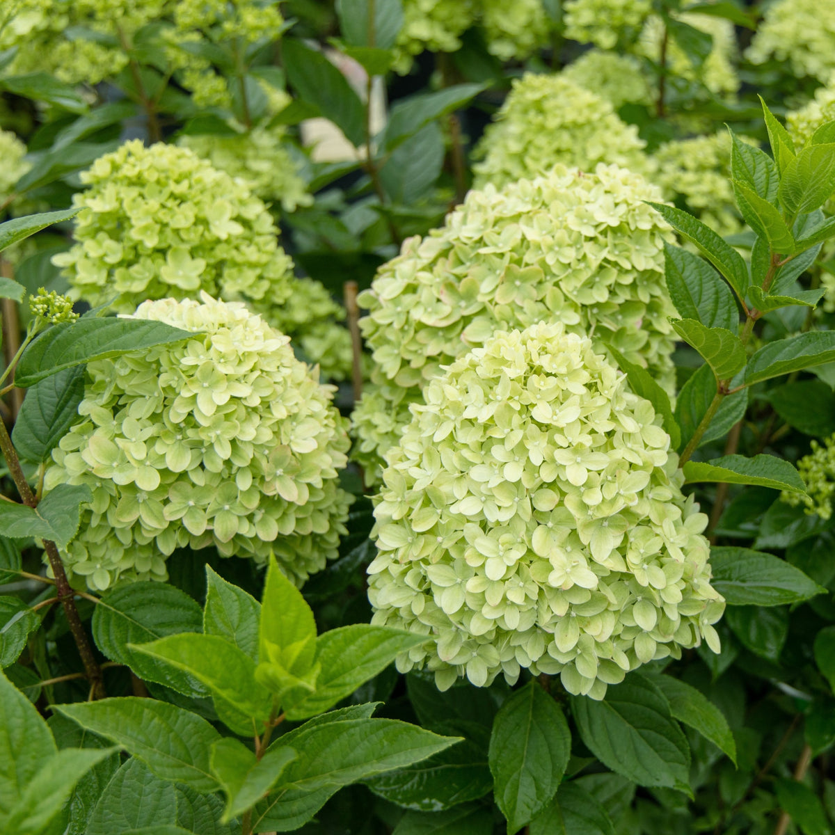 Hydrangea paniculata &#39;Little Spooky&#39; 9cm / 5L