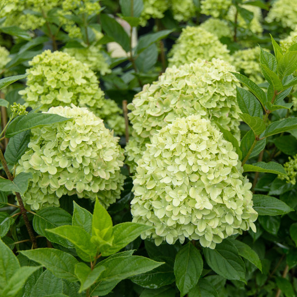 Hydrangea paniculata 'Little Spooky' 9cm / 5L - One Click Plants