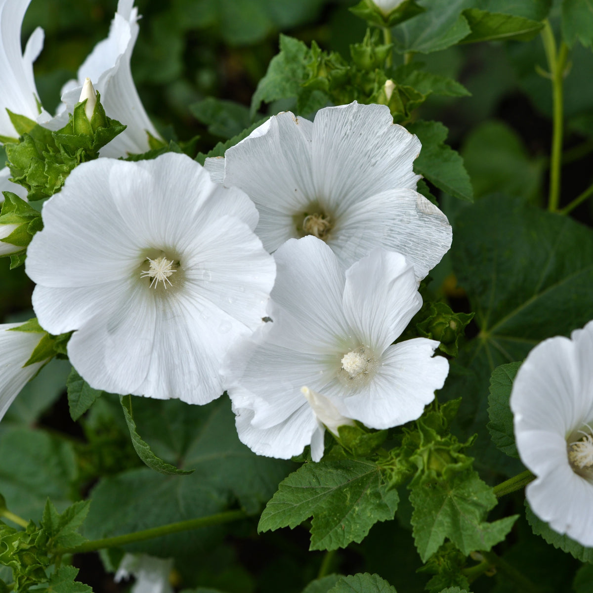Lavatera &#39;Marshmallow Ice White&#39; 9cm features white, hibiscus-like flowers with delicate petals and prominent stamens. This semi-evergreen shrub is pollinator-friendly, perfect for adding beauty to your garden.