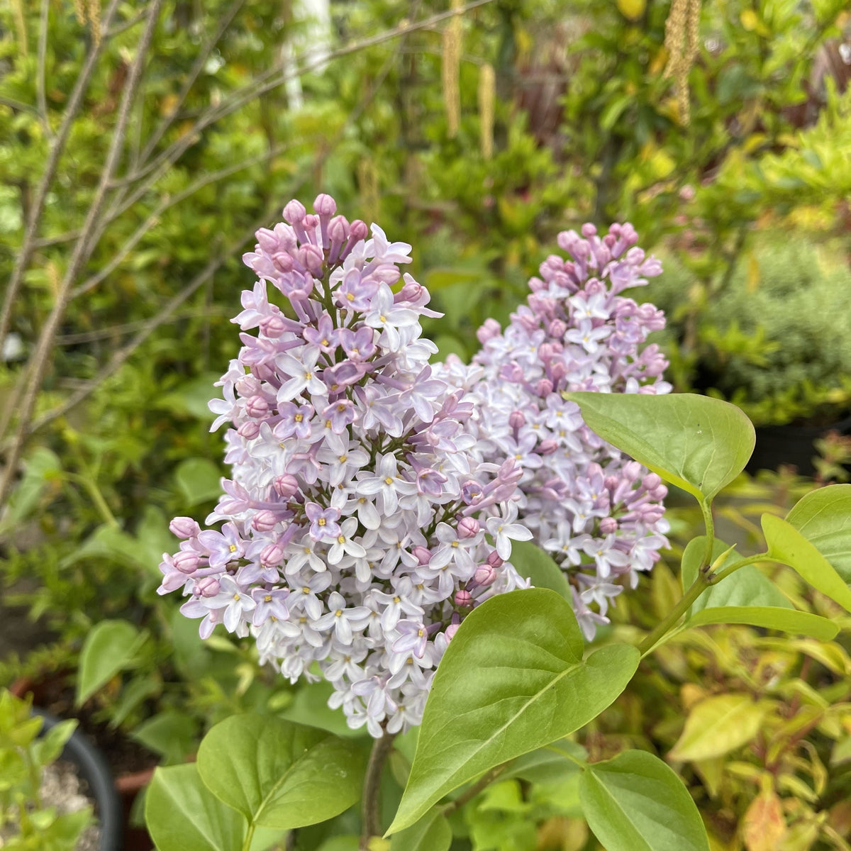 Syringa vulgaris &#39;Michel Buchner&#39; 2L