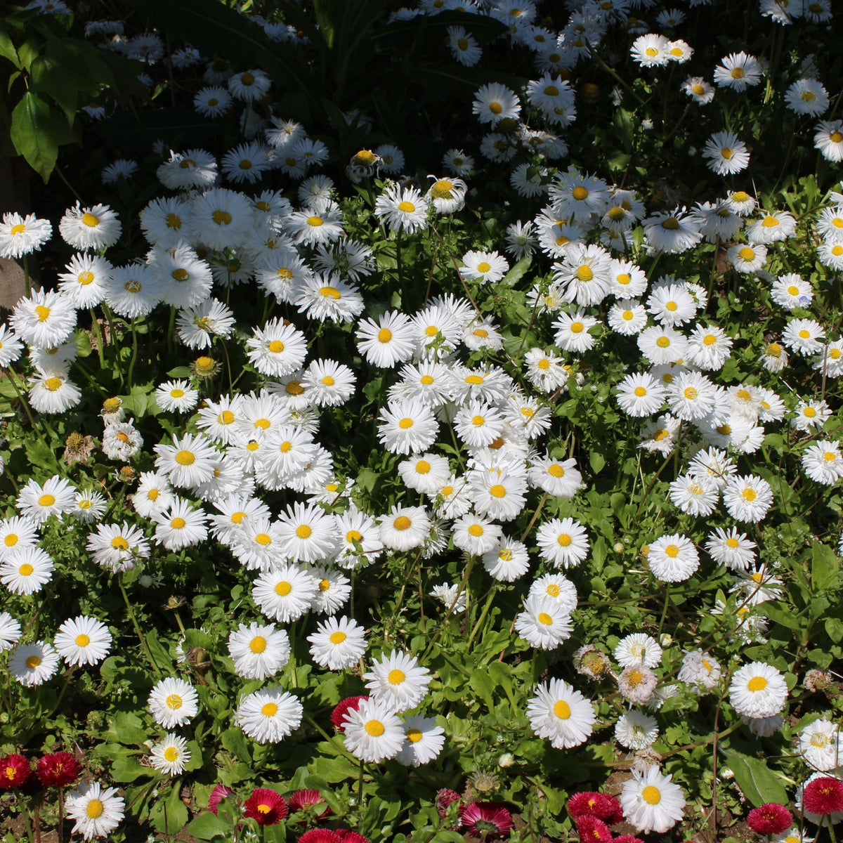 Aster ageratoides &#39;Starshine&#39; 9cm