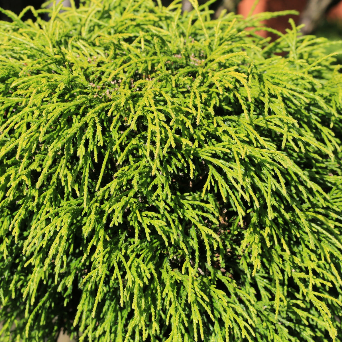 Close-up of dense, bright green, needle-like foliage on Chamaecyparis pisifera &#39;Filifera Nana&#39; 2L (30-40cm inc. pot), forming a compact mound with sunlight highlighting its textured, drooping branches.