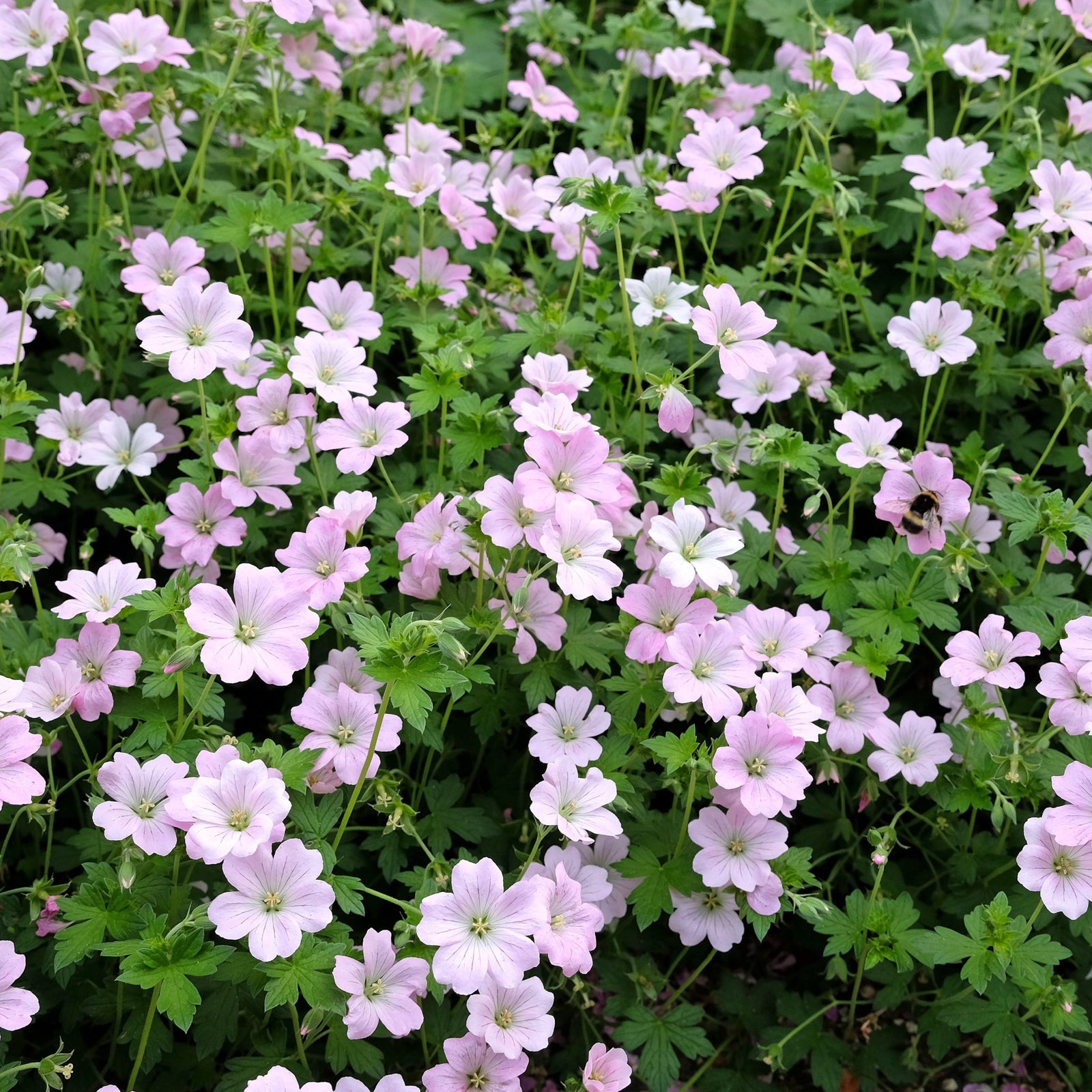 Geranium 'Dreamland' 9cm/2L features pale pink, pollinator-friendly flowers with purple veins and yellow centers, set among green, serrated leaves. This charming perennial enhances gardens while attracting beneficial insects.
