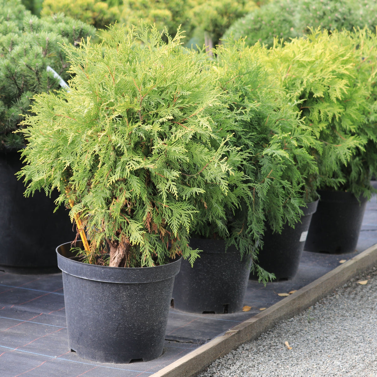 Thuja occidentalis &#39;Golden Globe&#39; 9cm / 2L