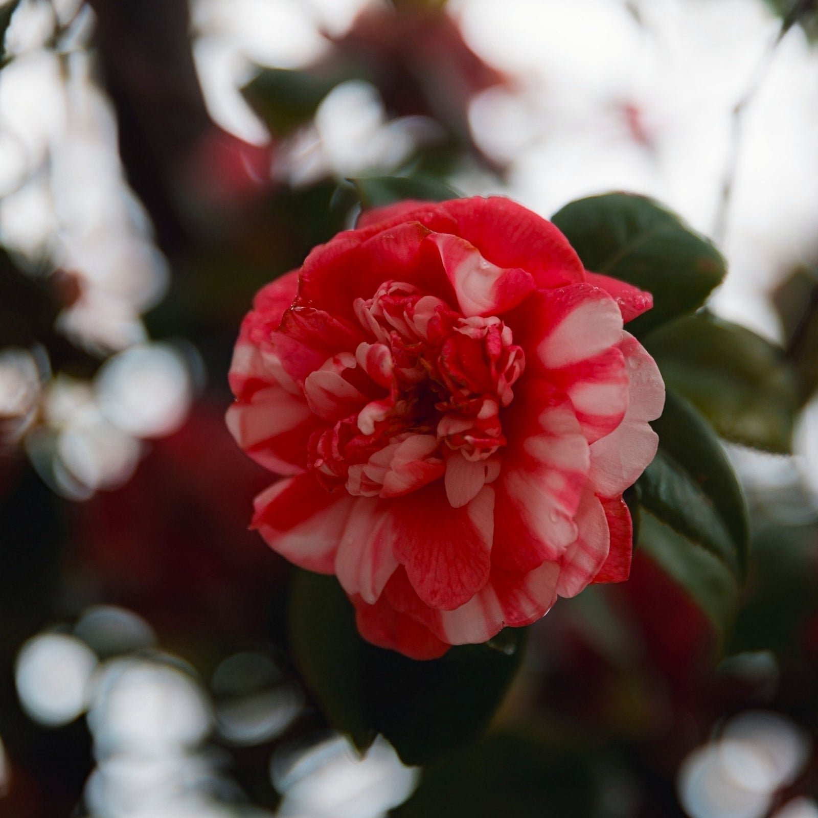 A close-up of Camellia japonica 'Princess Bacchiocci' (40-50cm), highlighting its semi-double blooms and glossy evergreen leaves.