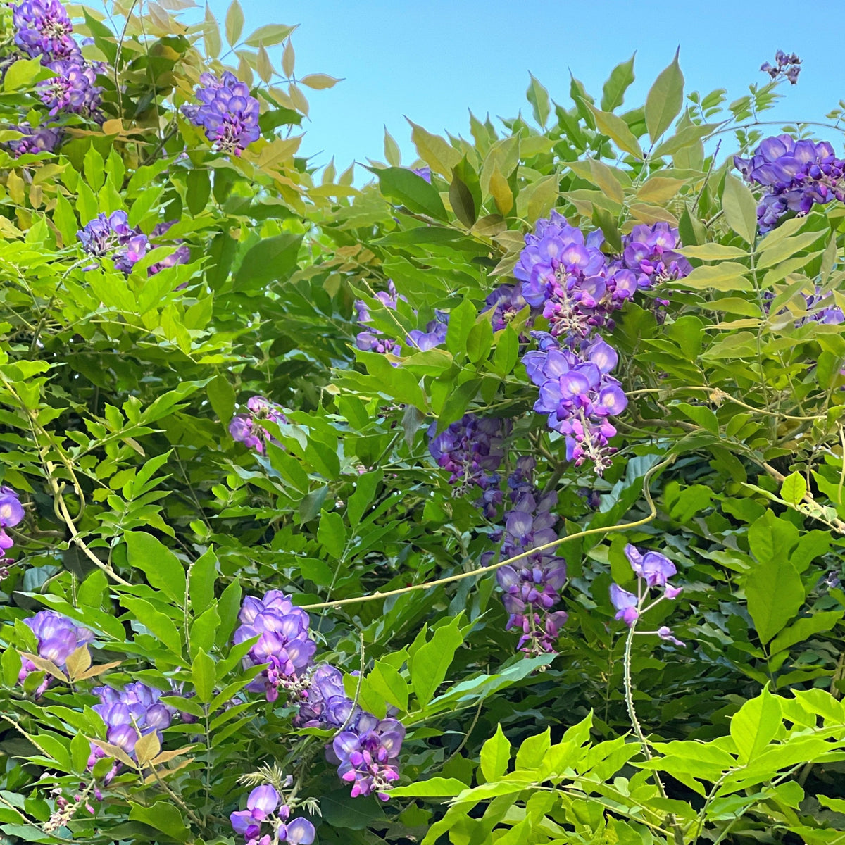 Clusters of fragrant purple Wisteria sinensis &#39;Amethyst Falls&#39; Pyramid 110cm 5L bloom amid lush green leaves under a clear blue sky, creating a fresh, natural spring or summer garden atmosphere.