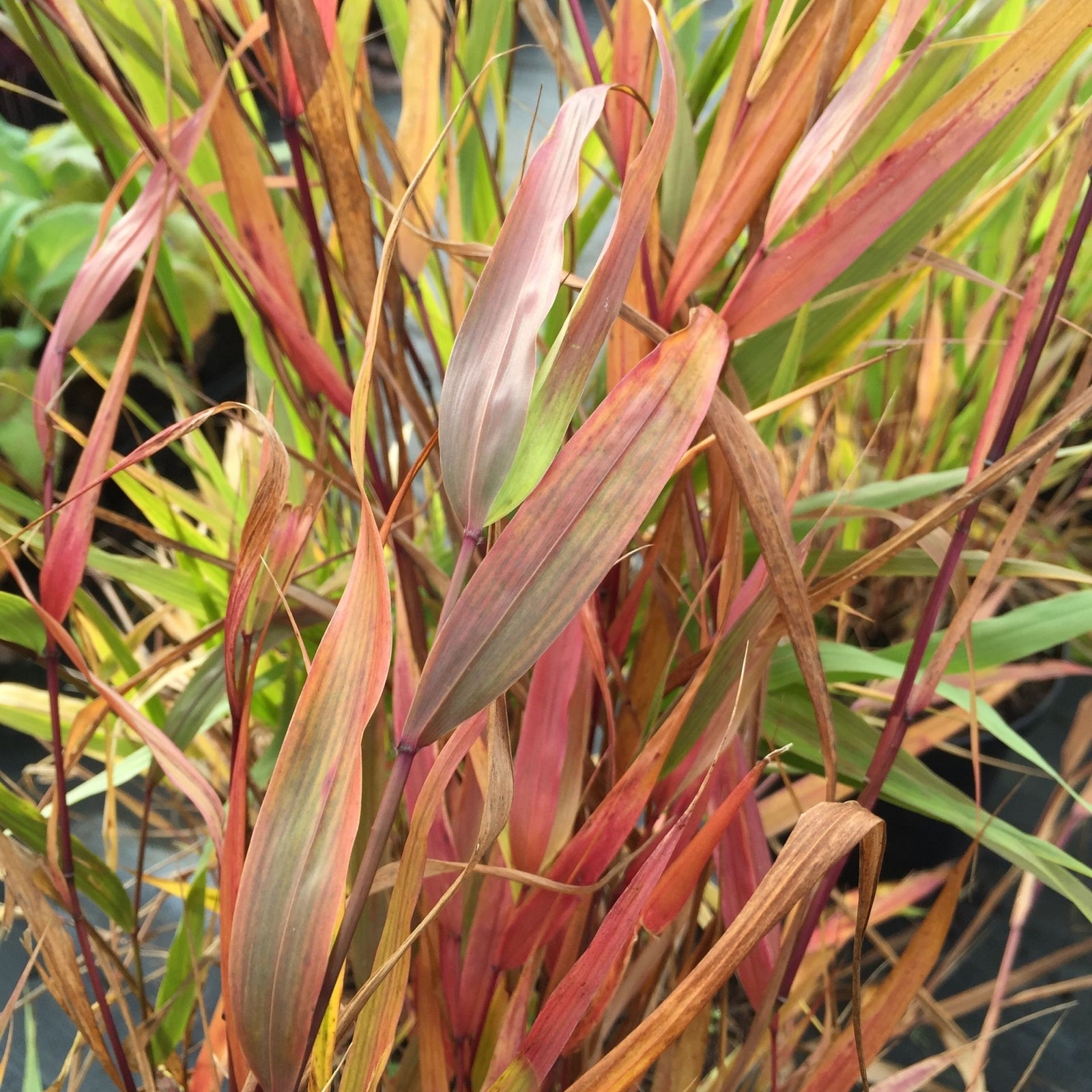 Hakonechloa macra ‘Nicolas’ 2L