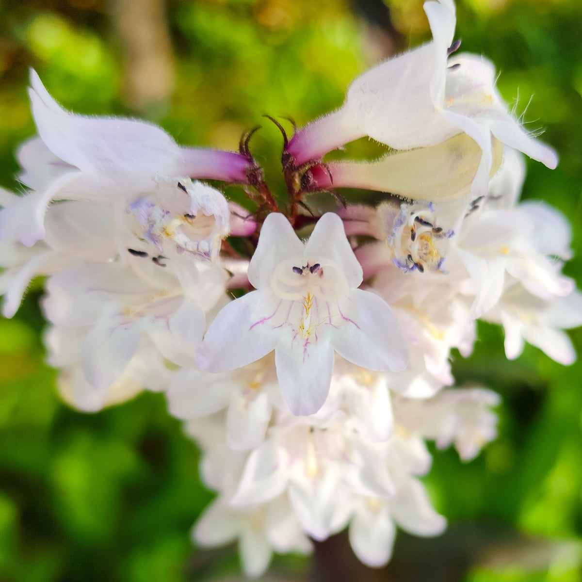 Penstemon &#39;Snow Storm&#39; 9cm