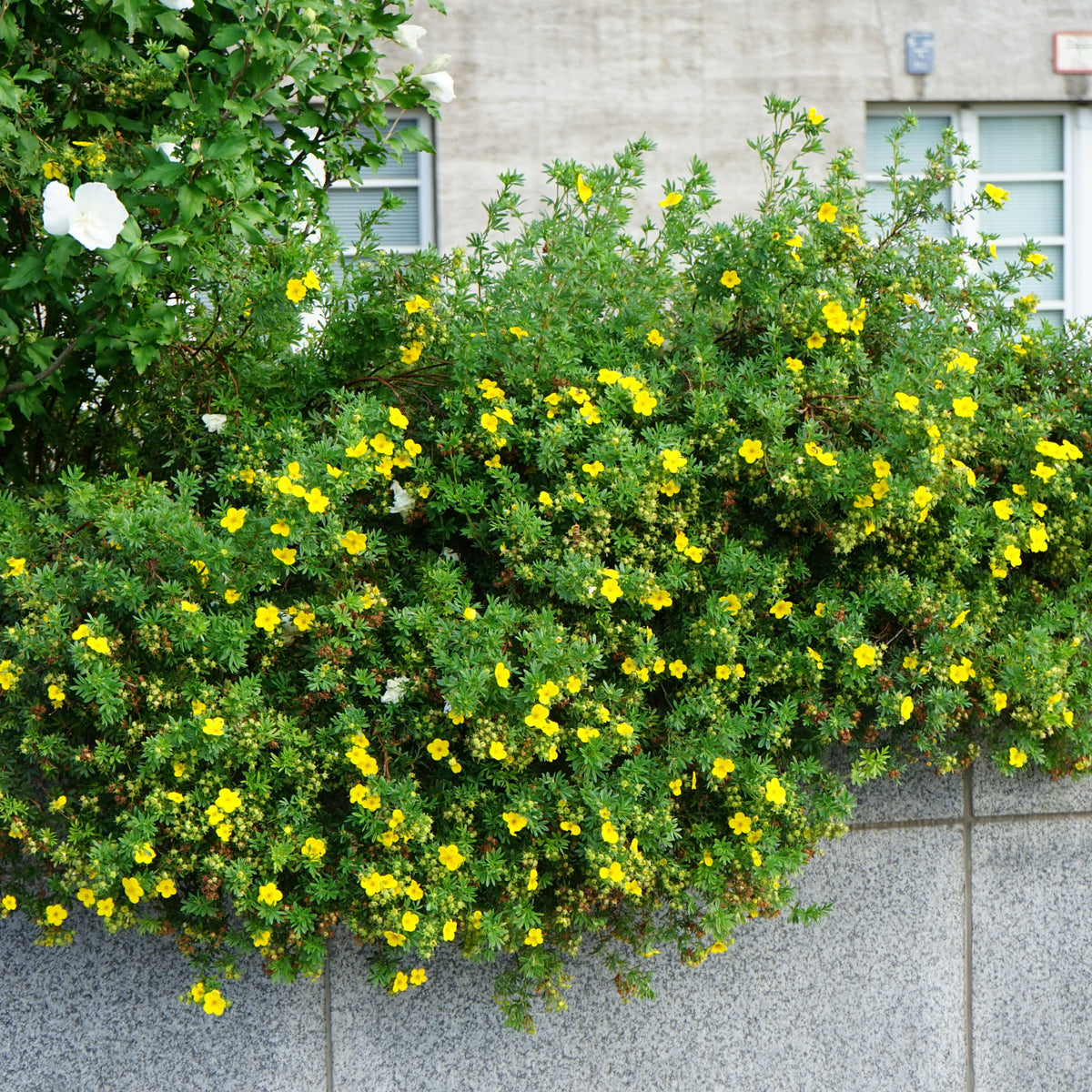 Potentilla fruticosa &#39;Kobold&#39; 2L is a dense green deciduous shrub with vibrant canary yellow flowers. Ideal for urban spaces, it stands out in a gray stone planter against a concrete wall and blurred building windows. Low maintenance and colorful.