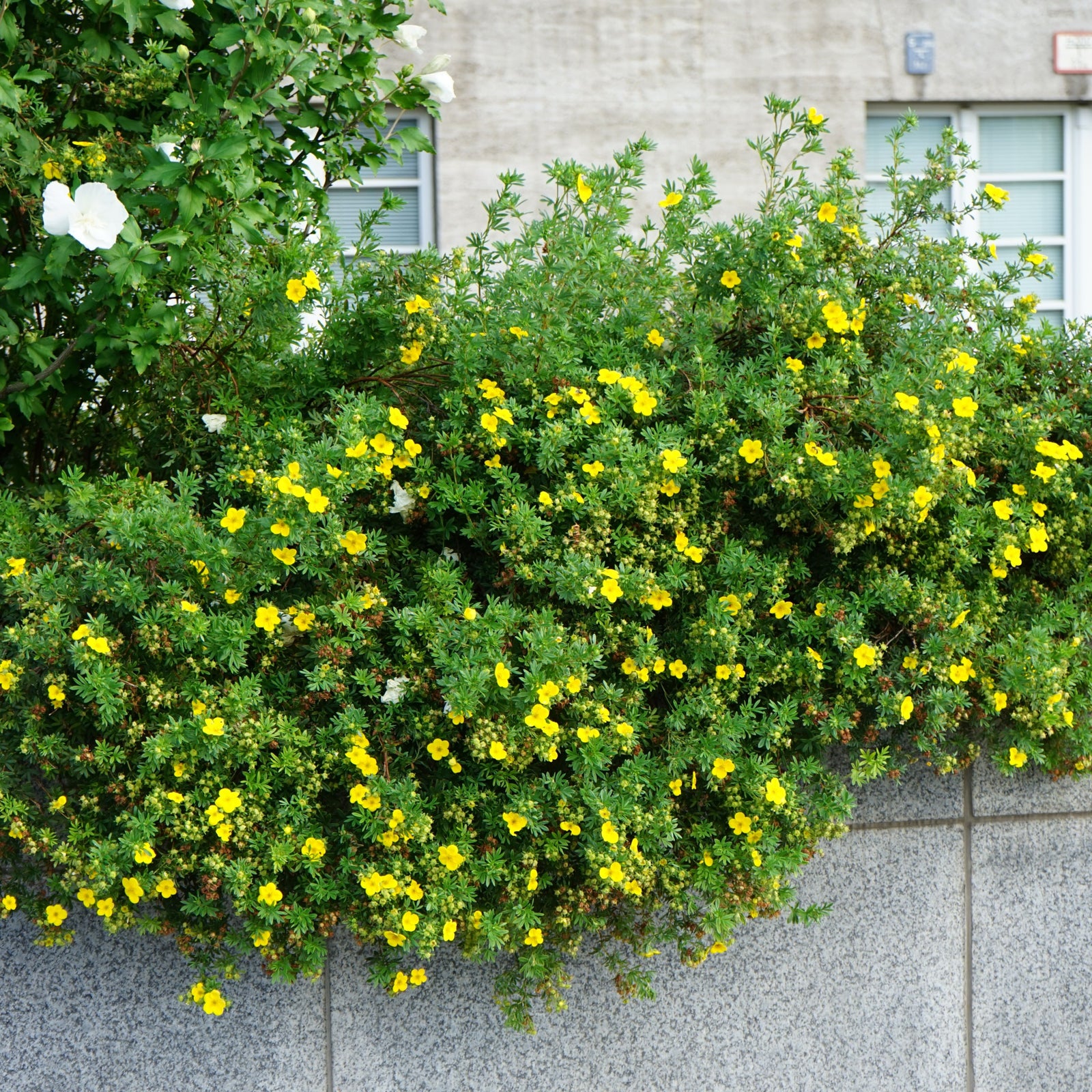Close-up of a vibrant canary yellow Potentilla fruticosa 'Kobold' 2L flower with five petals and yellow stamens, set against a dark green blurred background, with another bloom from this low-maintenance deciduous shrub partially visible.