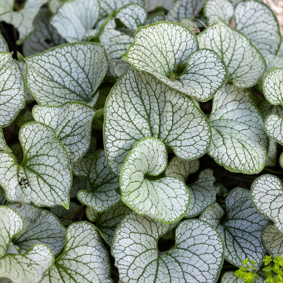 Brunnera &#39;Jack&#39;s Frost 9cm