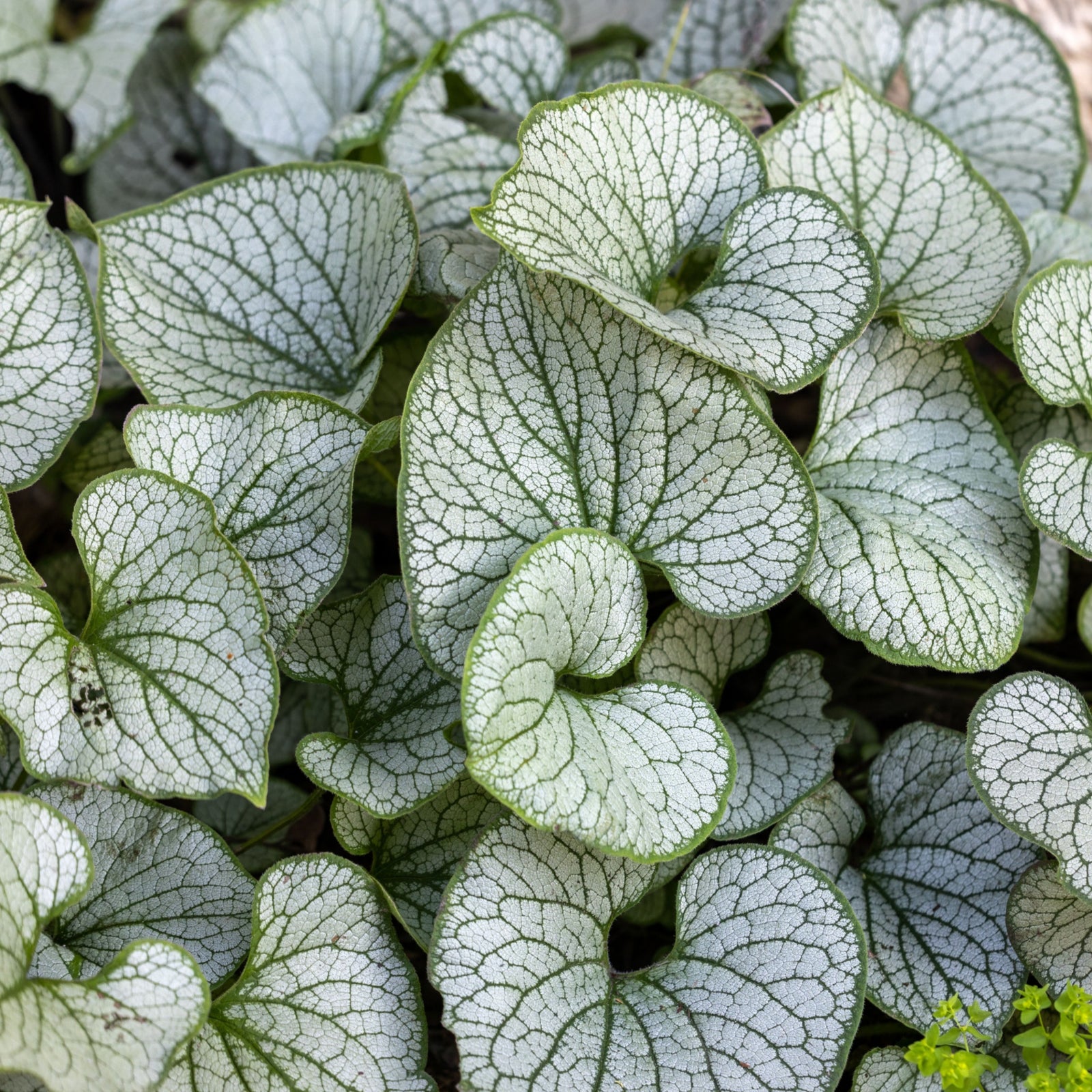 Brunnera 'Jack's Frost 9cm