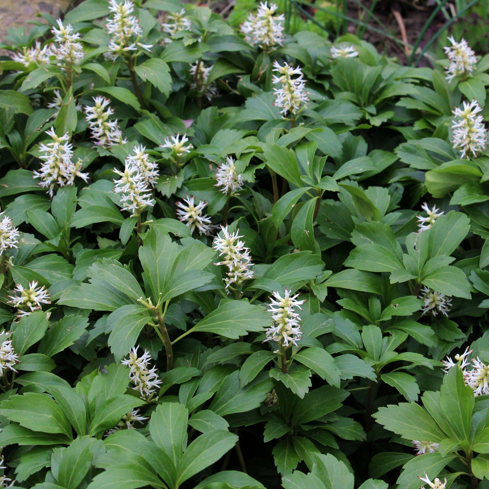 Pachysandra terminalis (9cm/2L) forms a dense cluster of green leaves with small white flowers, making it a lush evergreen ground cover—perfect as a shade plant for a peaceful garden.