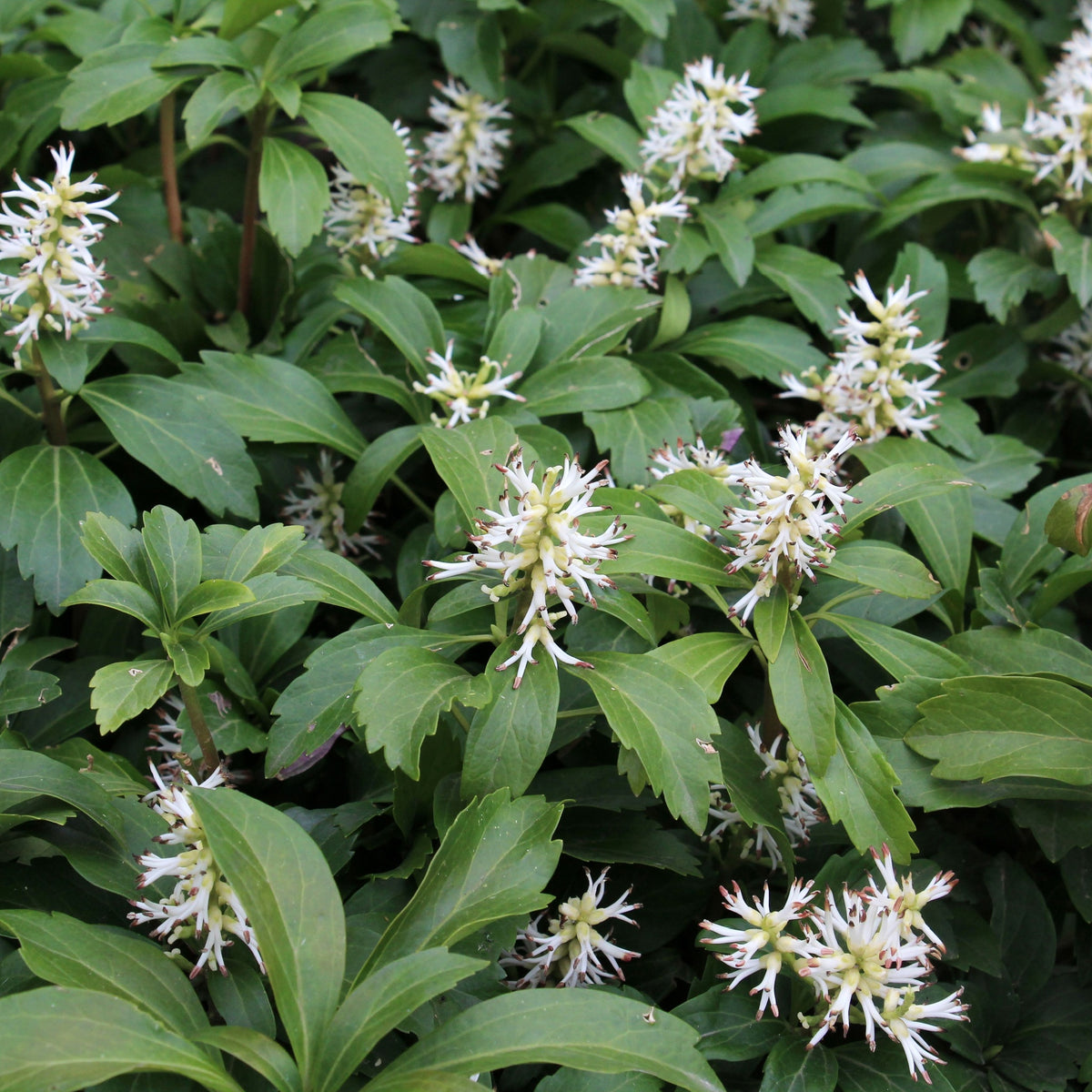 Pachysandra terminalis 9cm / 2L features dense green foliage and spiky white flower clusters above serrated leaves. This popular evergreen ground cover is ideal for shaded areas and is evenly spread across the image.