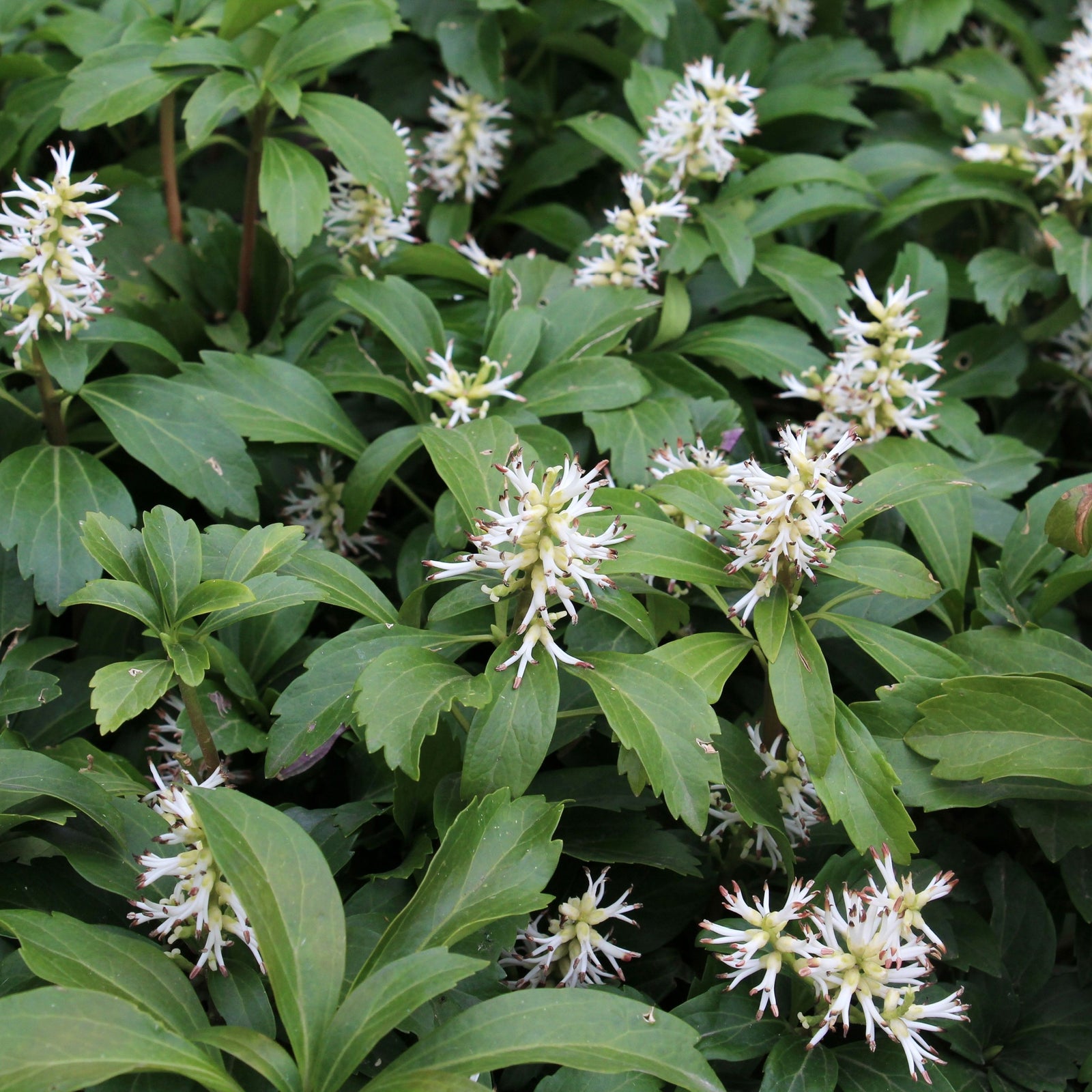 Pachysandra terminalis (9cm/2L) forms a dense cluster of green leaves with small white flowers, making it a lush evergreen ground cover—perfect as a shade plant for a peaceful garden.