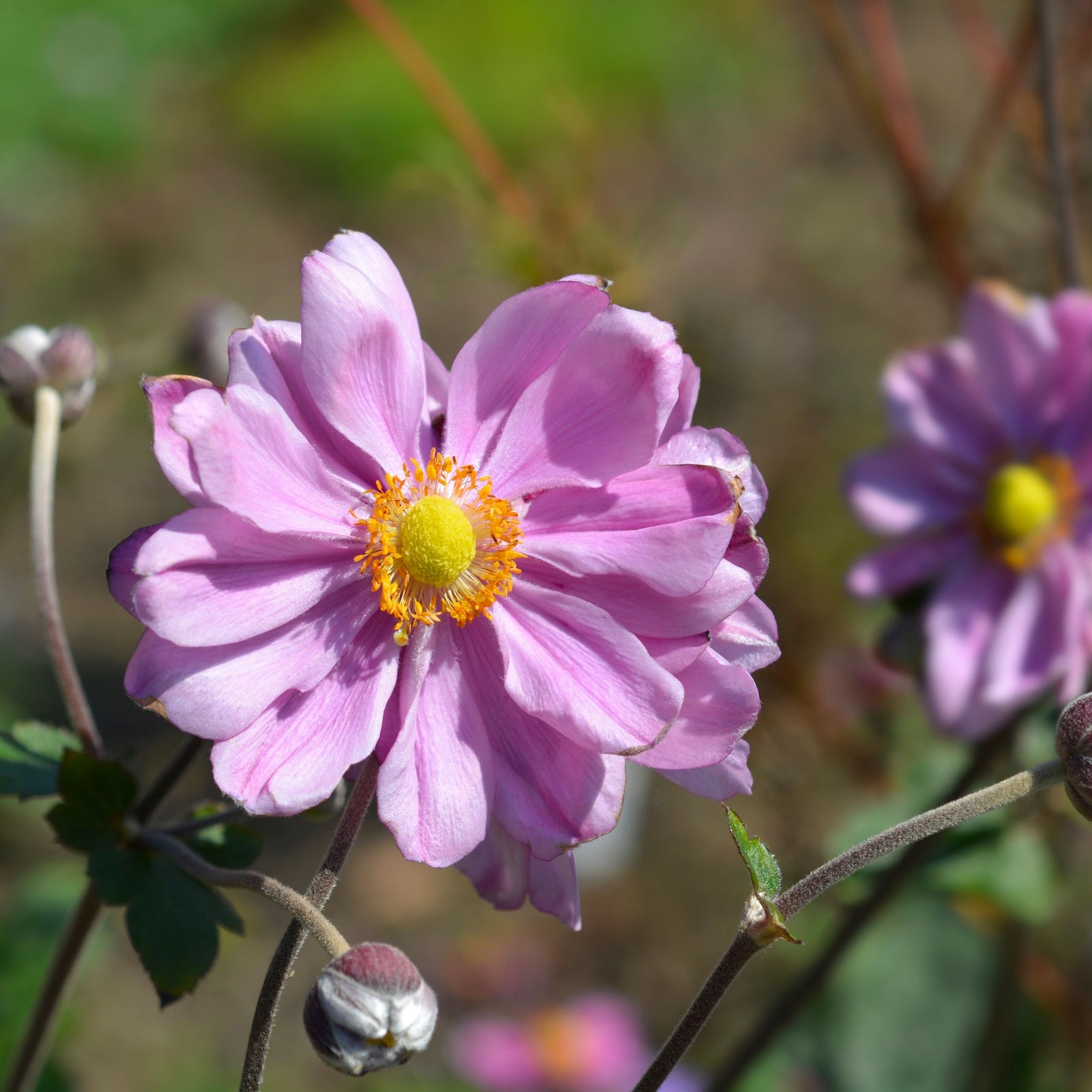 Enjoy vibrant late-summer displays with Anemone hybrida Queen Charlotte 9cm Pot—lush green foliage, pink blooms with yellow centers, and small blue flowers make this perennial a stunning seasonal special offer for any garden.