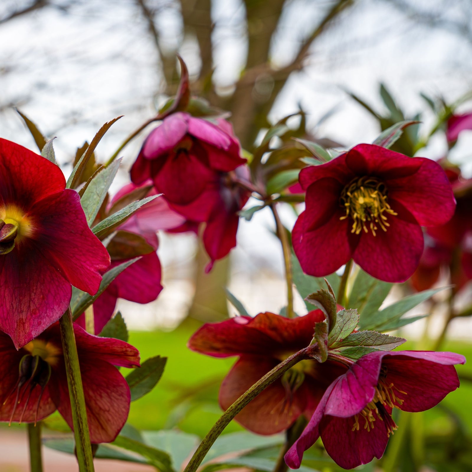 Helleborus orientalis Halcyon Early Dark Red 9cm