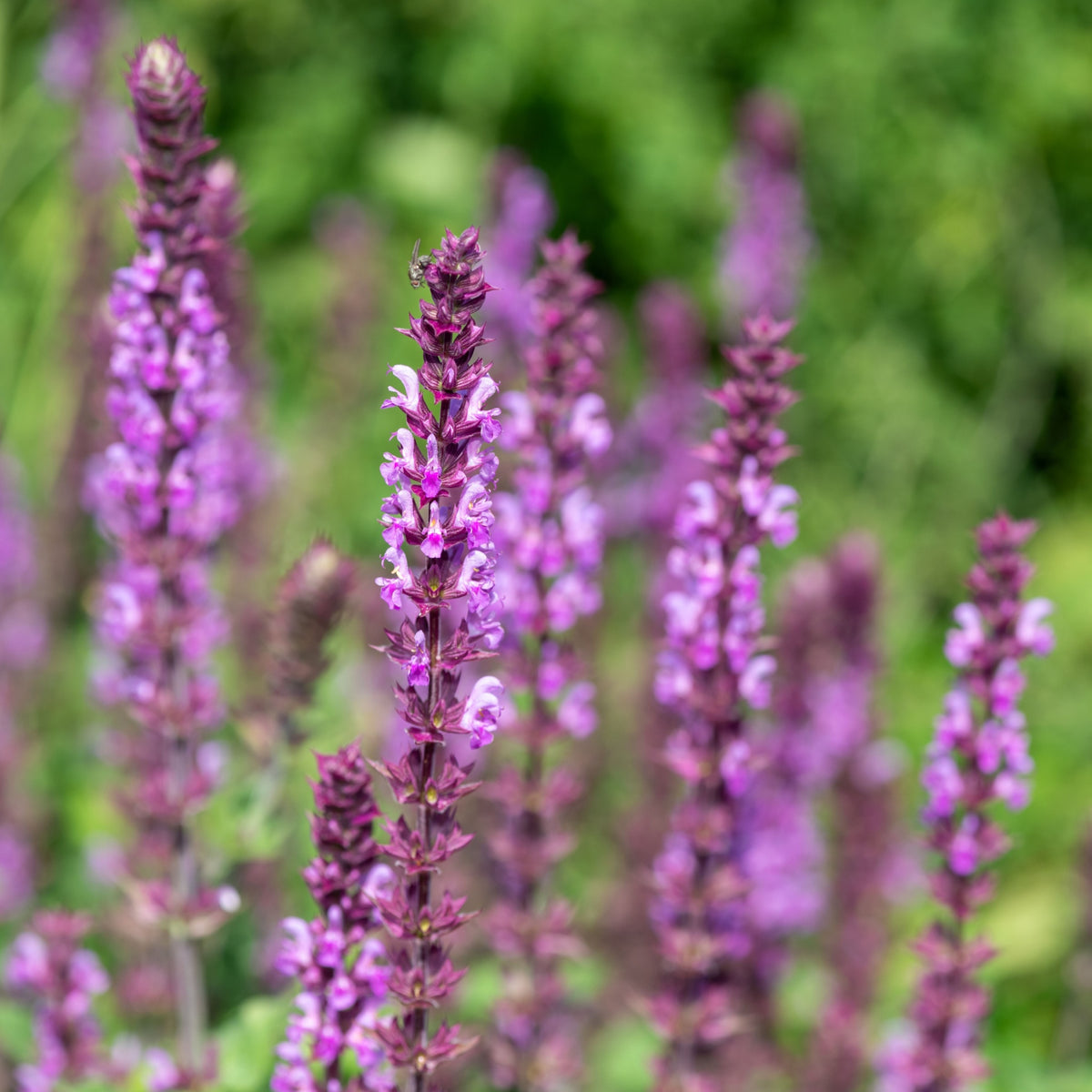 Salvia nem Rose Queen 9cm Pot