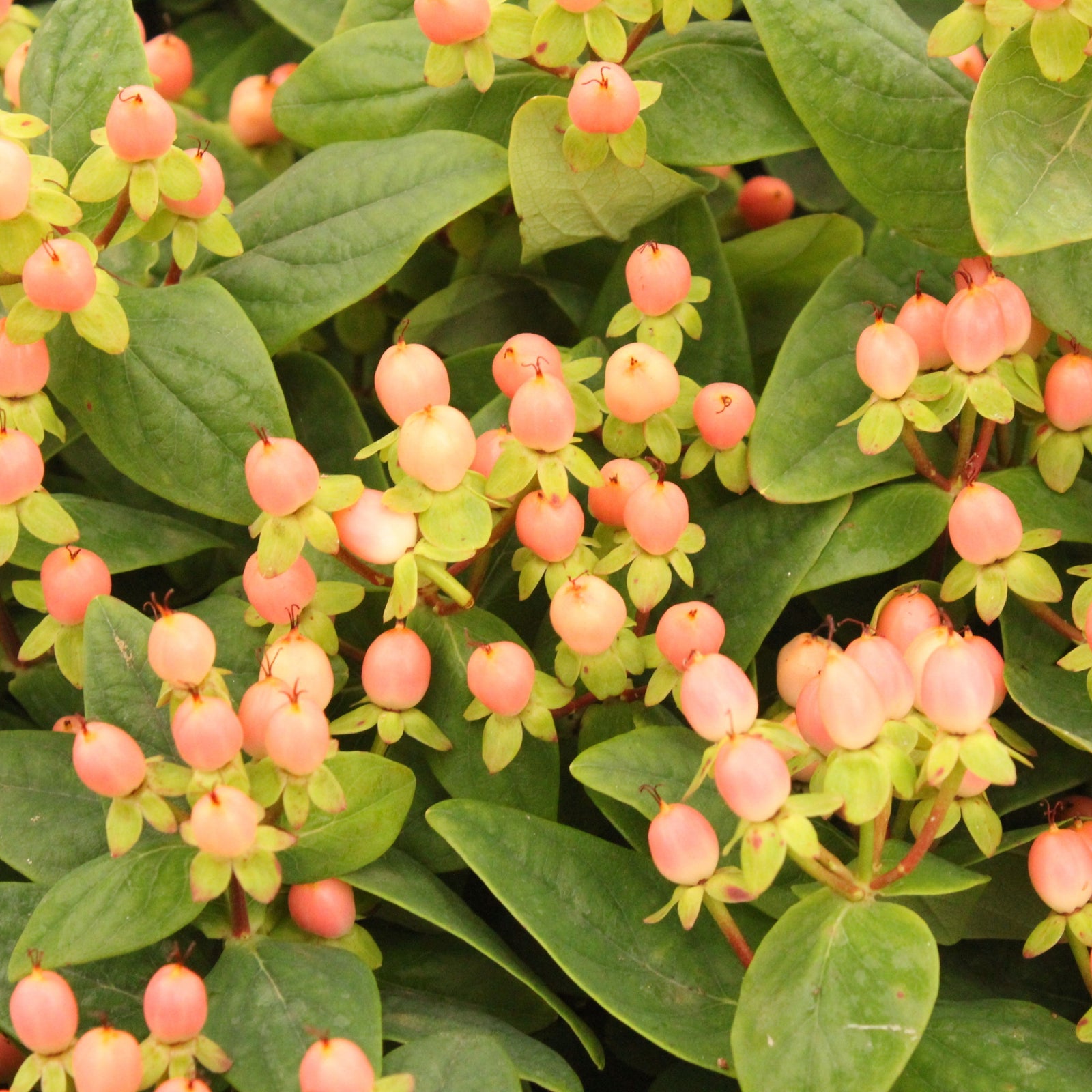 Clusters of pink berries grow on leafy green stems of the hardy Hypericum 'Magical Beauty' 2L, shown in sunlight against a dark green, leafy background.