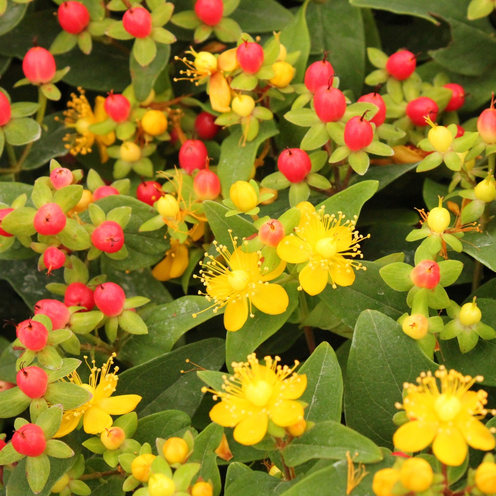 Bright yellow flowers with thin stamens bloom on the ornamental shrub Hypericum 'Mirable Blizz' 2L, surrounded by green leaves and grass.