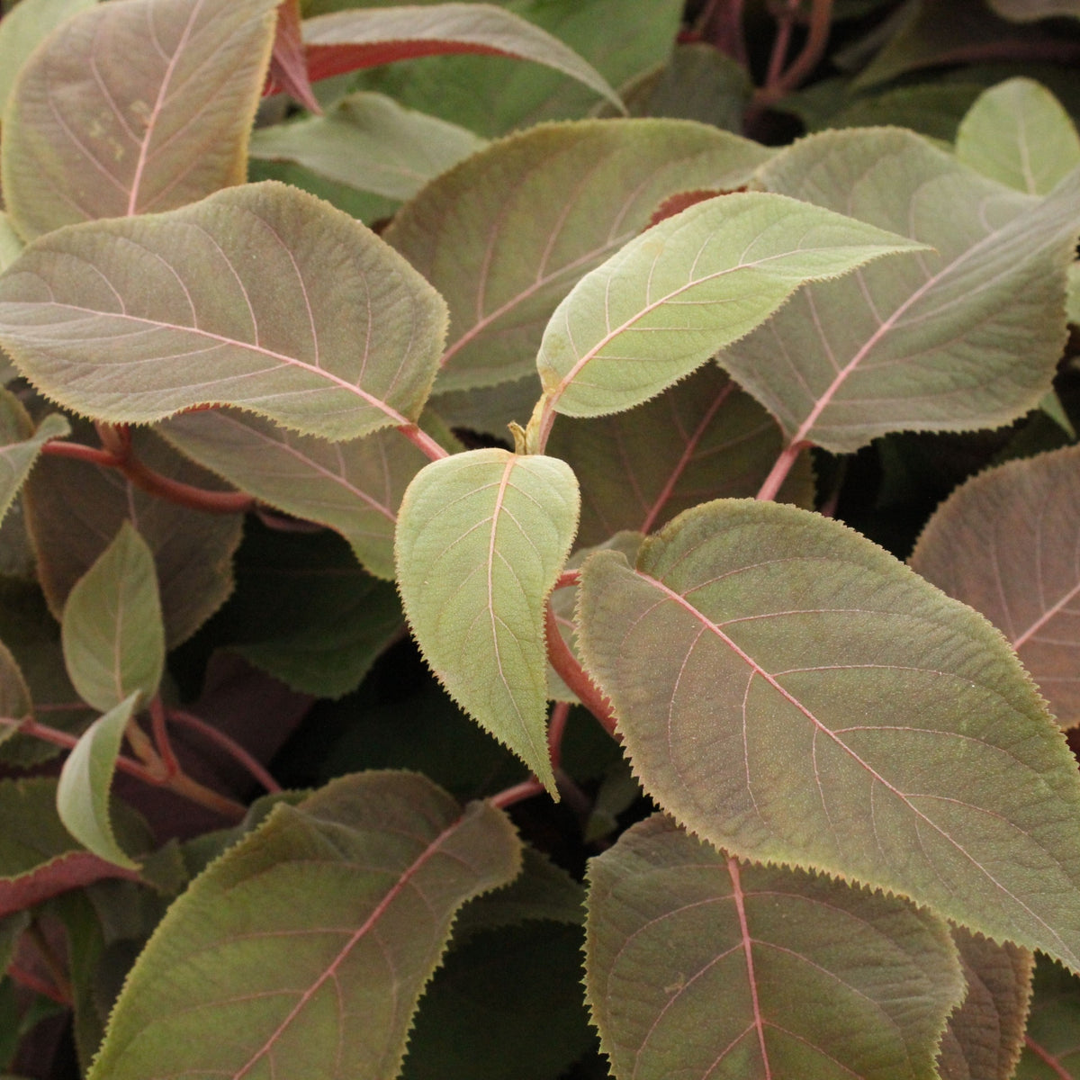 Hydrangea aspera &#39;Hot Chocolate&#39; 9cm features large, green leaves with reddish stems and veins. The slightly fuzzy, serrated foliage is reminiscent of chocolate brown lacecap hydrangea leaves, highlighted beautifully under soft lighting.