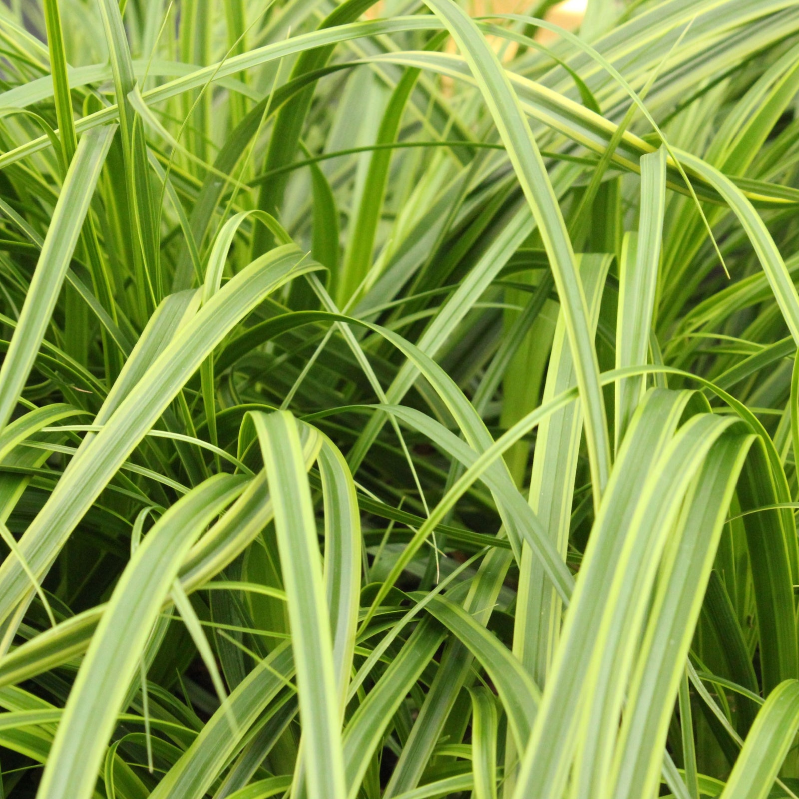 A close-up of Carex 'Everlime' Ornamental Grass in a 1L or 2L pot, highlighting its lush texture and ornamental appeal as a low-maintenance evergreen ground cover.