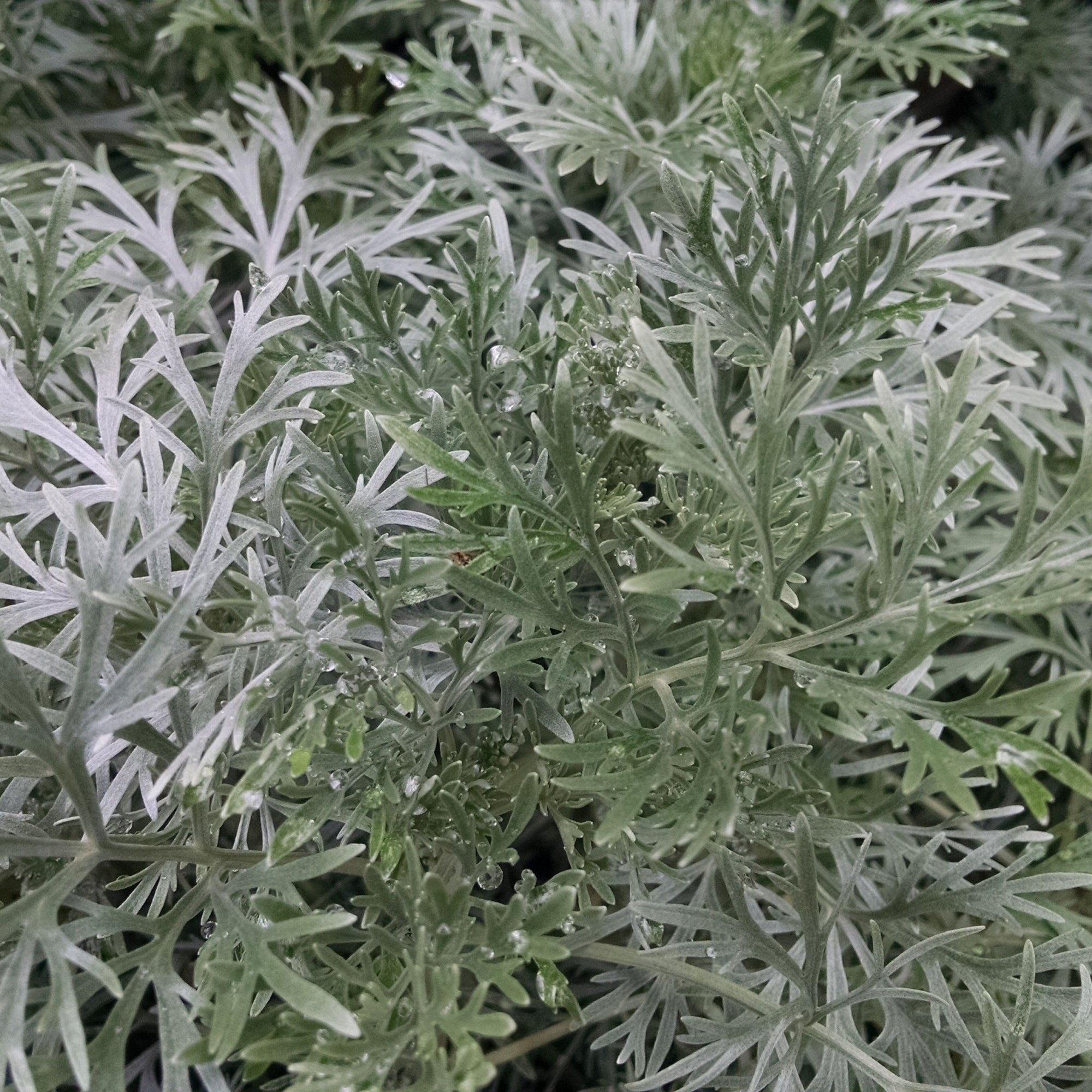 Artemisia pontica Powis Castle 9cm