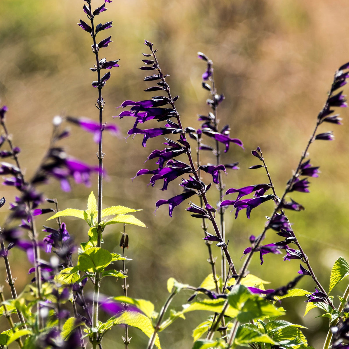 Salvia hybrida &#39;Amistad&#39; (Young Perennial) PRE ORDER SPRING &#39;26