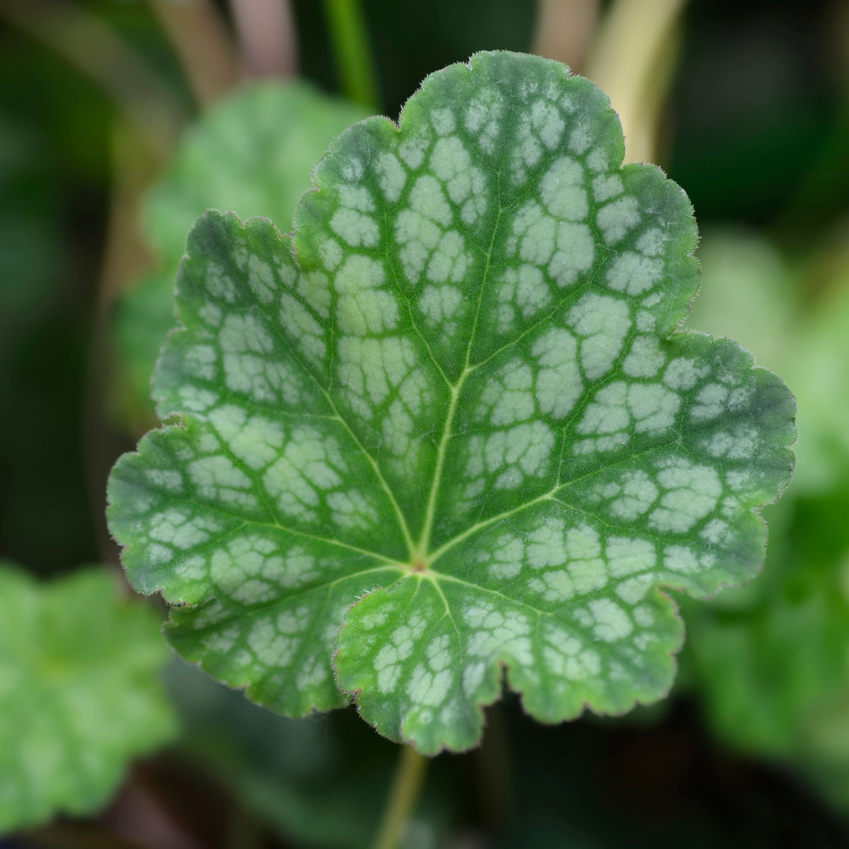 Heuchera americana &#39;Dales Strain&#39; 9cm