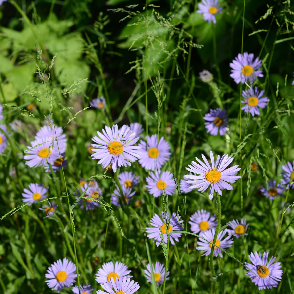 Aster ageratoides &#39;Stardust&#39; 9cm features purple, daisy-like wildflowers with yellow centers that attract pollinators, blooming among tall green grass and leaves in bright sunlight.