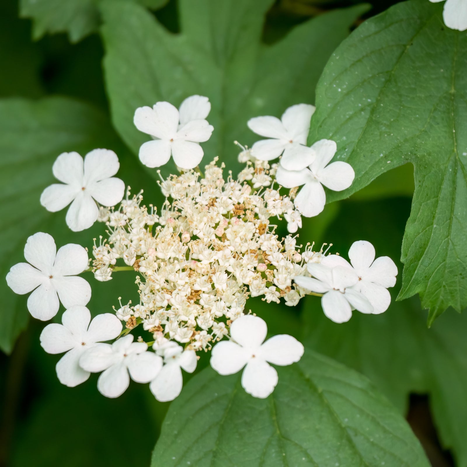 Viburnum opulus Compactum 3L
