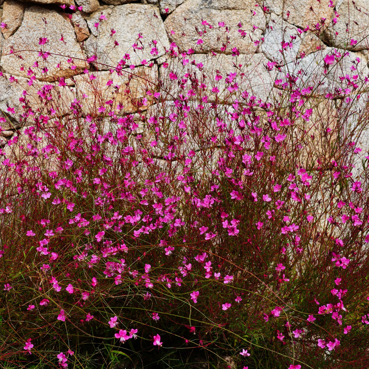 A dense cluster of bright pink Gaura lindheimeri &#39;Pink Bouquet&#39; 9cm / 2L flowers grows on slender stems before a rough stone wall, their vivid color contrasting with the pale, textured background.