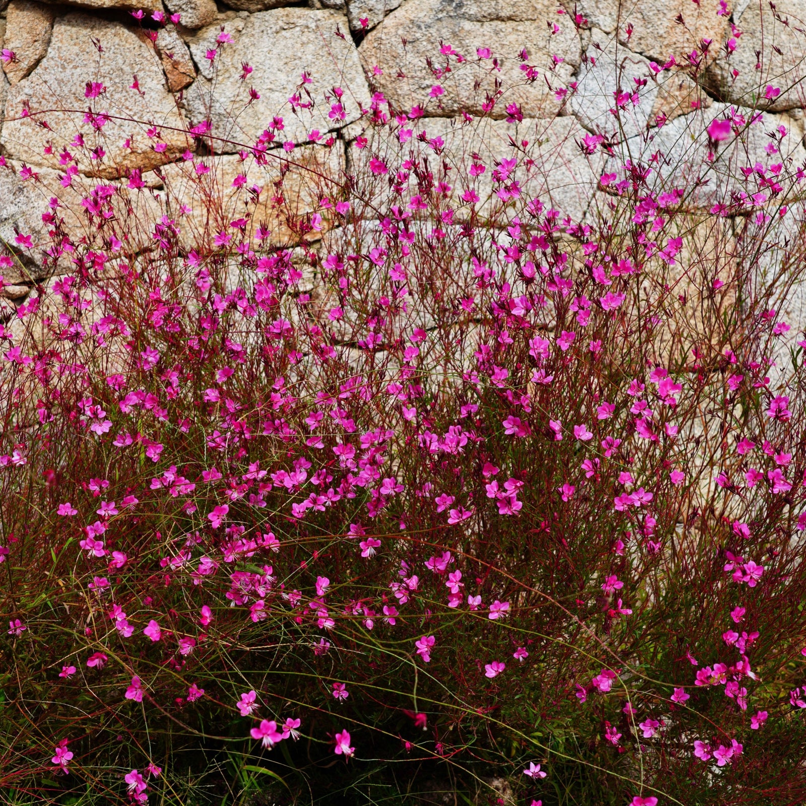 A dense cluster of bright pink Gaura lindheimeri 'Pink Bouquet' 9cm / 2L flowers grows on slender stems before a rough stone wall, their vivid color contrasting with the pale, textured background.