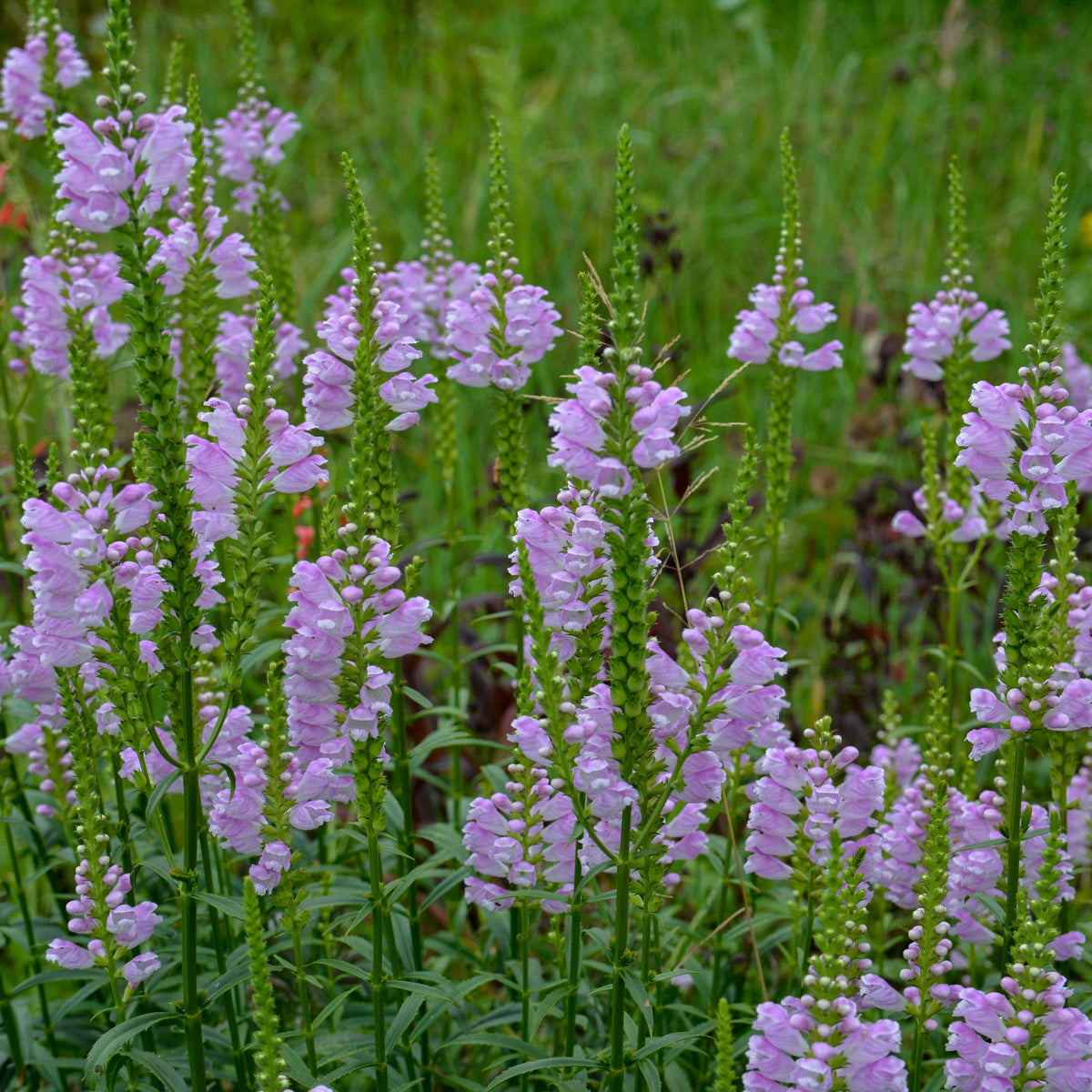 PHYSOSTEGIA virginiana &#39;Rose Bouquet&#39; 9cm