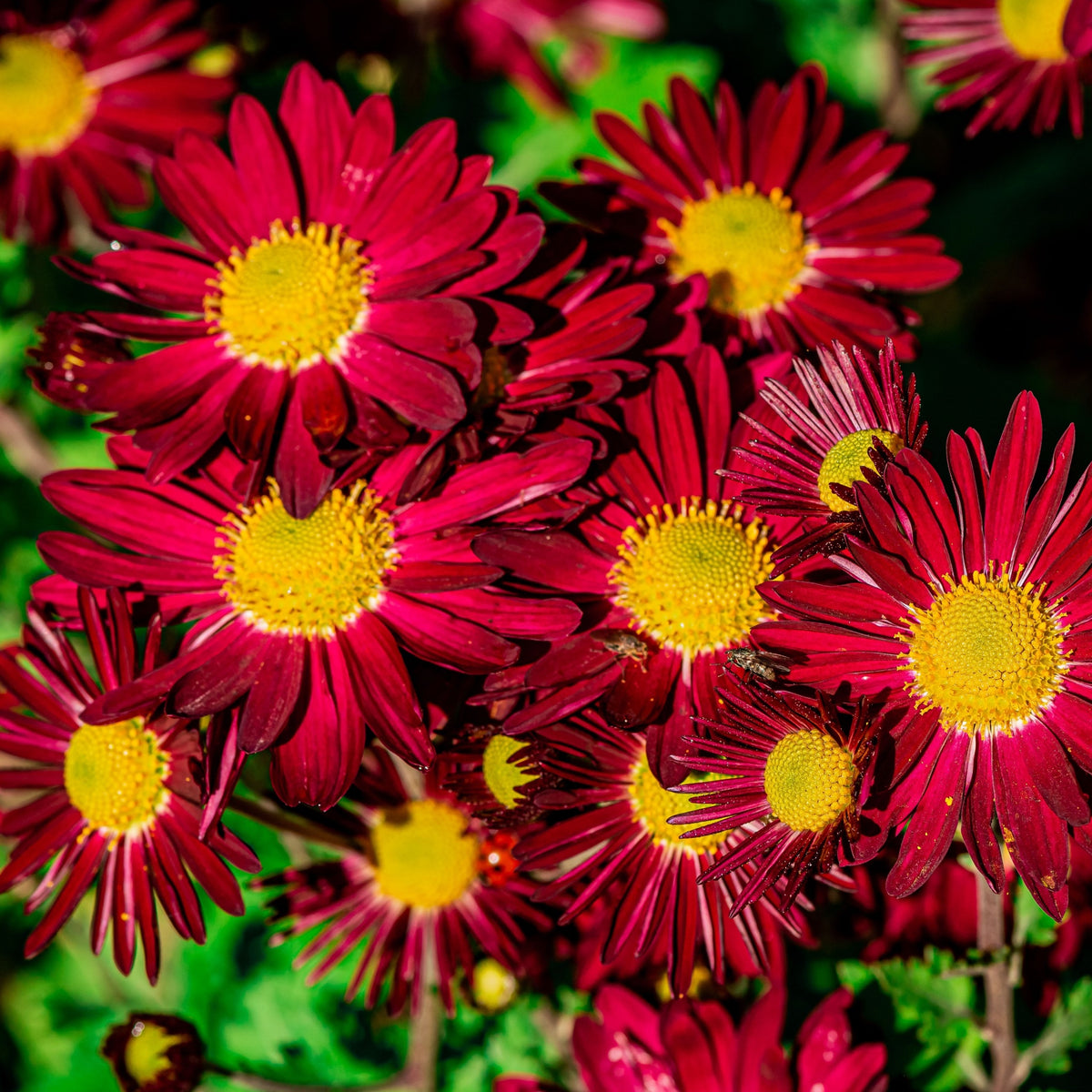 Pyrethrum coccineum &#39;Robinson&#39;s Red&#39; 9cm produces vibrant, fragrant, daisy-like flowers with yellow centers, blooming among green foliage in bright sunlight.