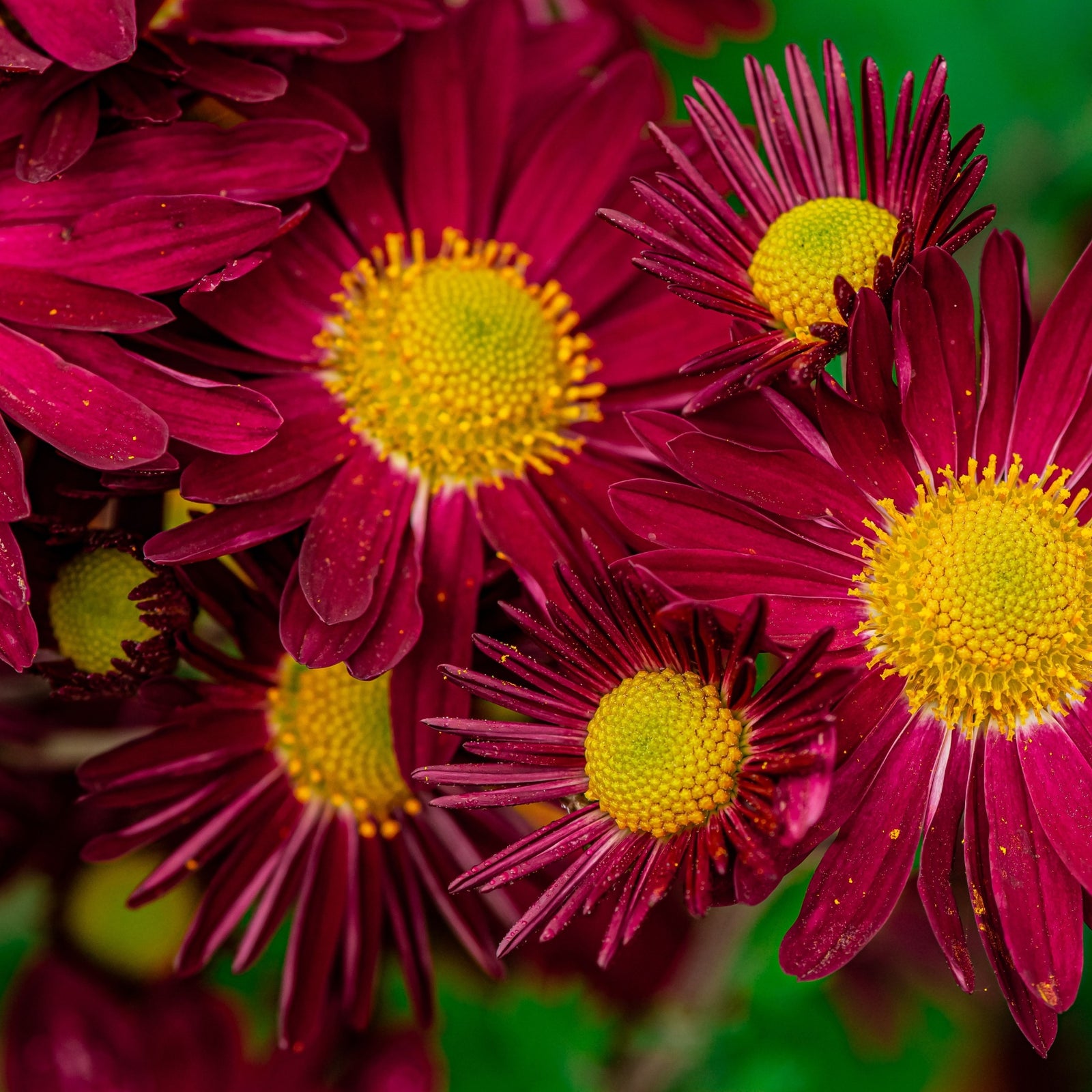 Pyrethrum coccineum 'Robinson's Red' 9cm produces vibrant, fragrant, daisy-like flowers with yellow centers, blooming among green foliage in bright sunlight.